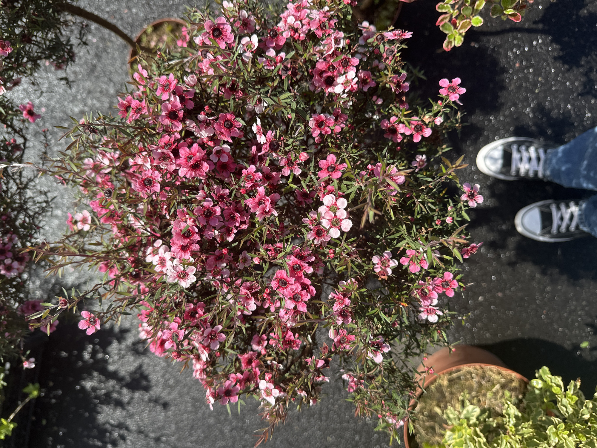 A high-angle shot depicts a dense bush of pink flowers with dark centers in a brown pot. The bush dominates the center of the frame and is surrounded by a dark, textured surface, possibly asphalt. Part of a person's legs and shoes are visible on the right side of the image. A second plant, also in a brown pot, is visible in the lower right corner, featuring variegated green leaves. The environment suggests an outdoor setting, likely a garden or plant nursery. The city and state are unknown.