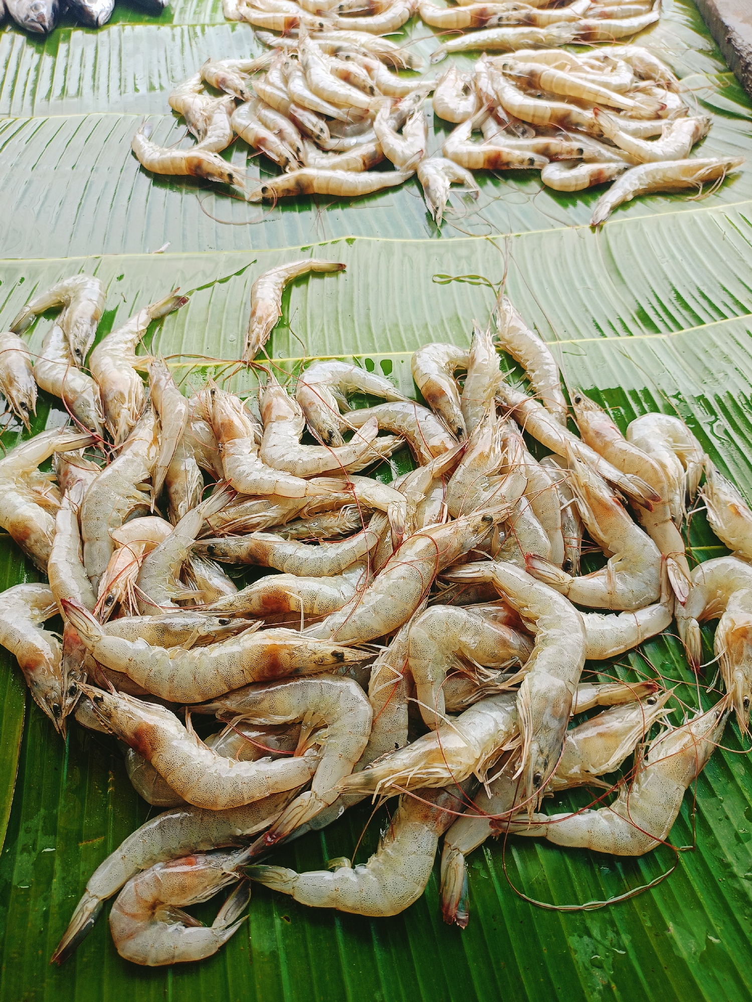 The image shows two piles of fresh shrimp on a large, green banana leaf. The leaf lies flat and exhibits its natural vein pattern. The shrimp are raw, displaying a translucent white color with light brown and orange hues. The larger pile of shrimp is located at the bottom of the frame, densely packed together. A smaller pile is visible towards the upper part of the image. Additional fish are barely visible in the upper-left corner of the frame. This scene appears to be at an outdoor market in Lhokseumawe, Indonesia, where the shrimp are likely being sold.