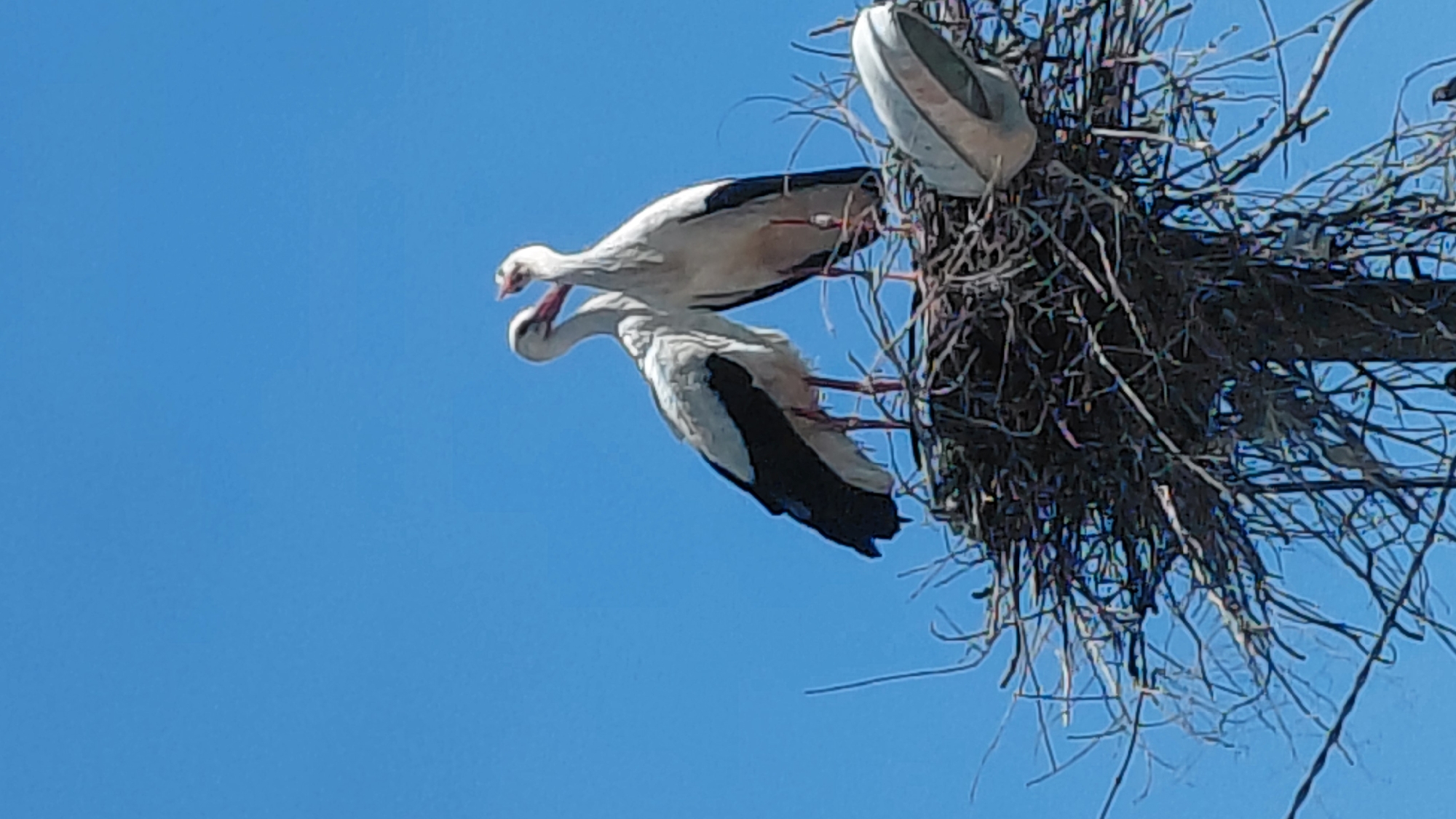 The image shows three storks in a nest against a clear blue sky. The nest, composed of intertwined branches and twigs, is positioned on a utility pole. Two of the storks are perched on the edge of the nest, with their long necks arched. Their plumage is predominantly white with black wing markings. The third stork is partially visible, presumably deeper inside the nest. The photograph was taken at an upward angle. The location is Unknown, Unknown.
