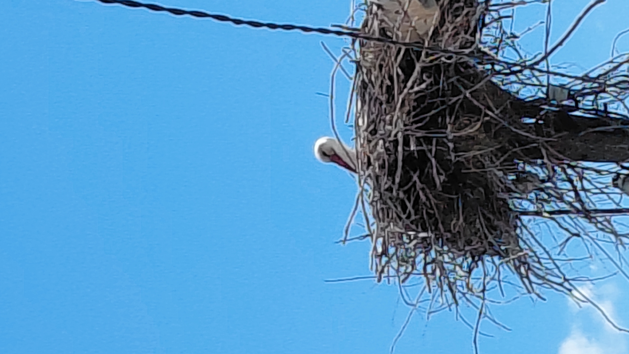 A stork is partially visible inside a large nest, built on top of what appears to be a utility pole with exposed wires, against a bright blue sky. The nest is composed of dark-colored branches and twigs, and the stork’s head and beak are protruding from the side.