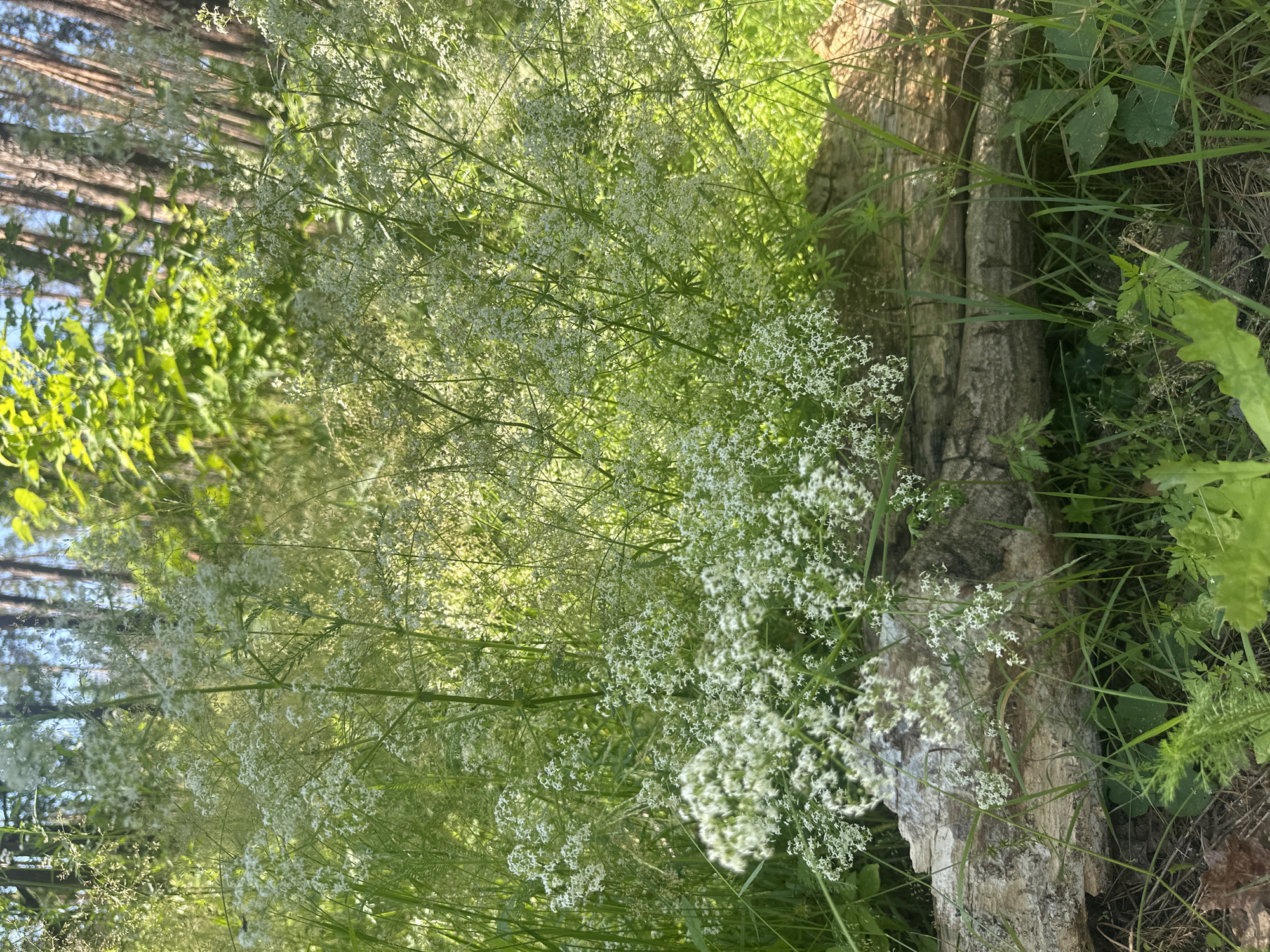 This is a vertical, eye-level, close-up shot of a forest floor scene dominated by white wildflowers and greenery, with a fallen tree trunk on the right. The wildflowers, appearing delicate and airy, cluster in large masses, their tiny white petals creating a frothy texture against the vibrant green foliage. The leaves are varied, with some broad and serrated, others feathery and thin, characteristic of a woodland undergrowth.
A large, weathered tree trunk lies horizontally across the right side of the frame, its rough, gray bark textured with cracks and crevices. It appears to be a substantial piece of fallen timber, partially covered by grass and the surrounding vegetation.
In the background, blurred pine trees stand tall, their dark trunks suggesting a coniferous forest. The dappled sunlight filtering through the canopy creates a bright, almost luminous effect on the plants, indicating it is likely daytime, possibly late morning or early afternoon, with clear or partly cloudy weather. The overall impression is one of natural beauty and tranquility, a quiet corner of a forest in bloom. There is no visible text in the image.