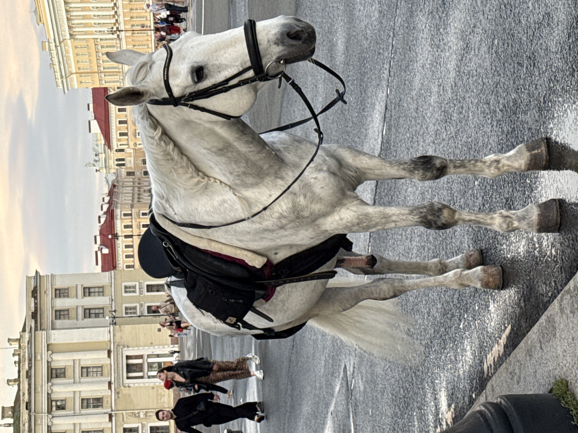A white horse stands in the middle of a street in Saint Petersburg, Russia, with its head turned to the right. The horse is wearing a black saddle and bridle. In the background, there are several people walking and a few buildings with classical architecture, suggesting a historic city center. The sky is overcast with soft lighting.
