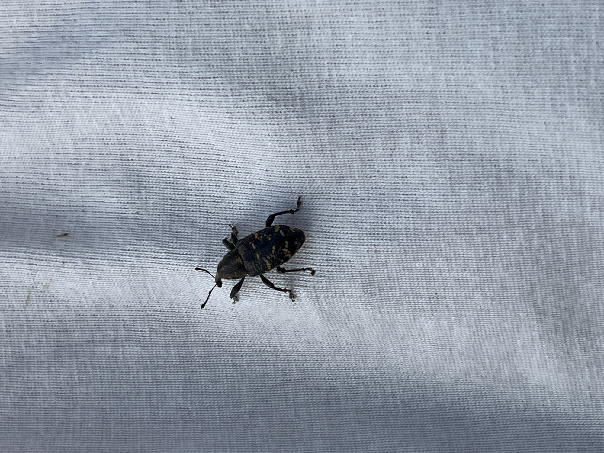 A black beetle is on a white fabric. The beetle has a long, curved snout and six legs. The fabric has a woven texture. The location is not discernible as being in the city of Слобода, Russia from the provided image.
