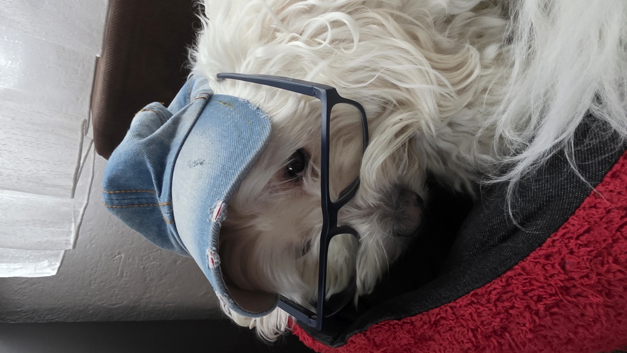 A white, fluffy dog is partially visible, lying in a red and black dog bed. The dog is wearing a light blue denim baseball cap and dark blue eyeglasses. The dog is facing the viewer. A white window shade is partially visible to the left of the dog. The background includes a dark brown object behind the shade. The dog appears to be indoors. The location in Blagoevgrad, Bulgaria is not discernible from this image.