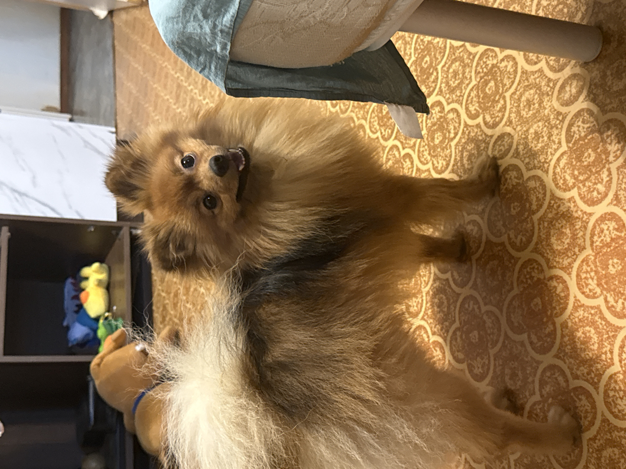 A small, fluffy, light brown Pomeranian dog is standing on a patterned orange and cream-colored floor. The dog has dark eyes, a black nose, and its mouth is slightly open, showing teeth and tongue. Its fur is dense and fluffy, particularly around its neck and tail. In the background, a brown stuffed toy dog is visible, wearing a blue collar. Behind the toy dog, there are several other colorful toys on a shelf unit. A light blue cloth is draped over the edge of a piece of furniture on the right side of the image. The environment appears to be indoors, possibly a living room. The image does not provide any information about the city of Khimki, Russia.