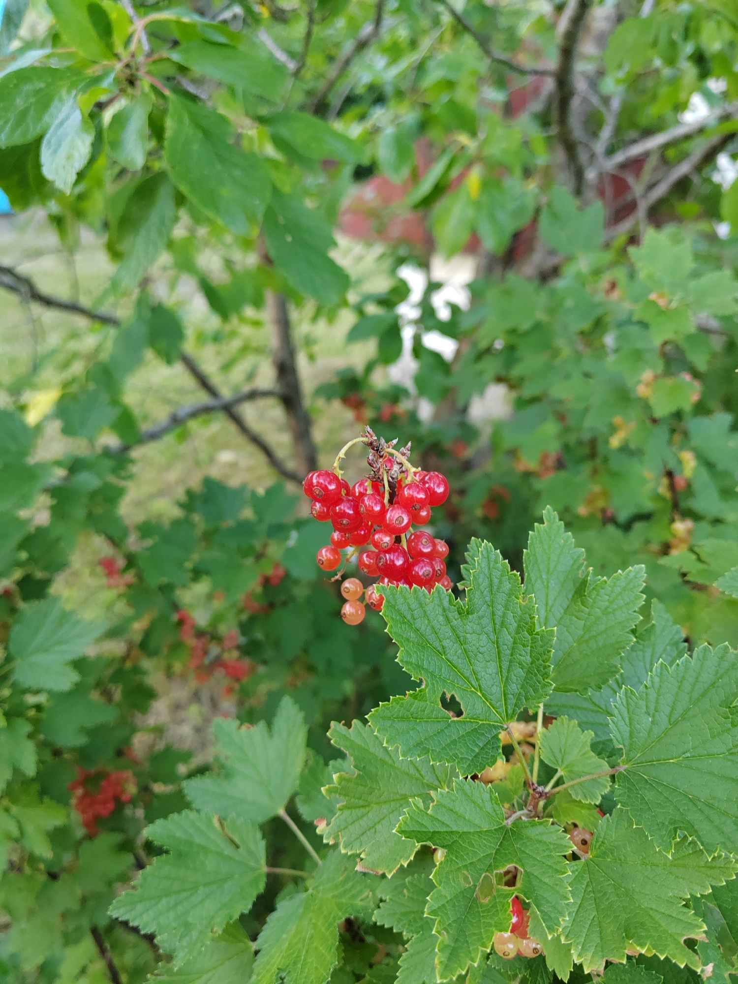 A close-up shot focuses on a cluster of ripe red currants hanging from a branch amidst green foliage. The berries are a vibrant red, some showing a translucent quality, and are arranged in a pendulous bunch. The leaves surrounding the currants are deeply lobed with serrated edges, and some exhibit small holes, possibly from insect activity. The background is blurred, revealing more greenery and hints of other red currants further back on the bush. The scene appears to be outdoors, likely in a garden or natural setting, given the presence of the fruiting bush and the general foliage. The lighting suggests it is daytime, with soft light illuminating the berries and leaves. The overall impression is one of a natural, summery harvest. There is no visible text in the image. The location context places this scene in the Vowchyn rural council in Belarus.