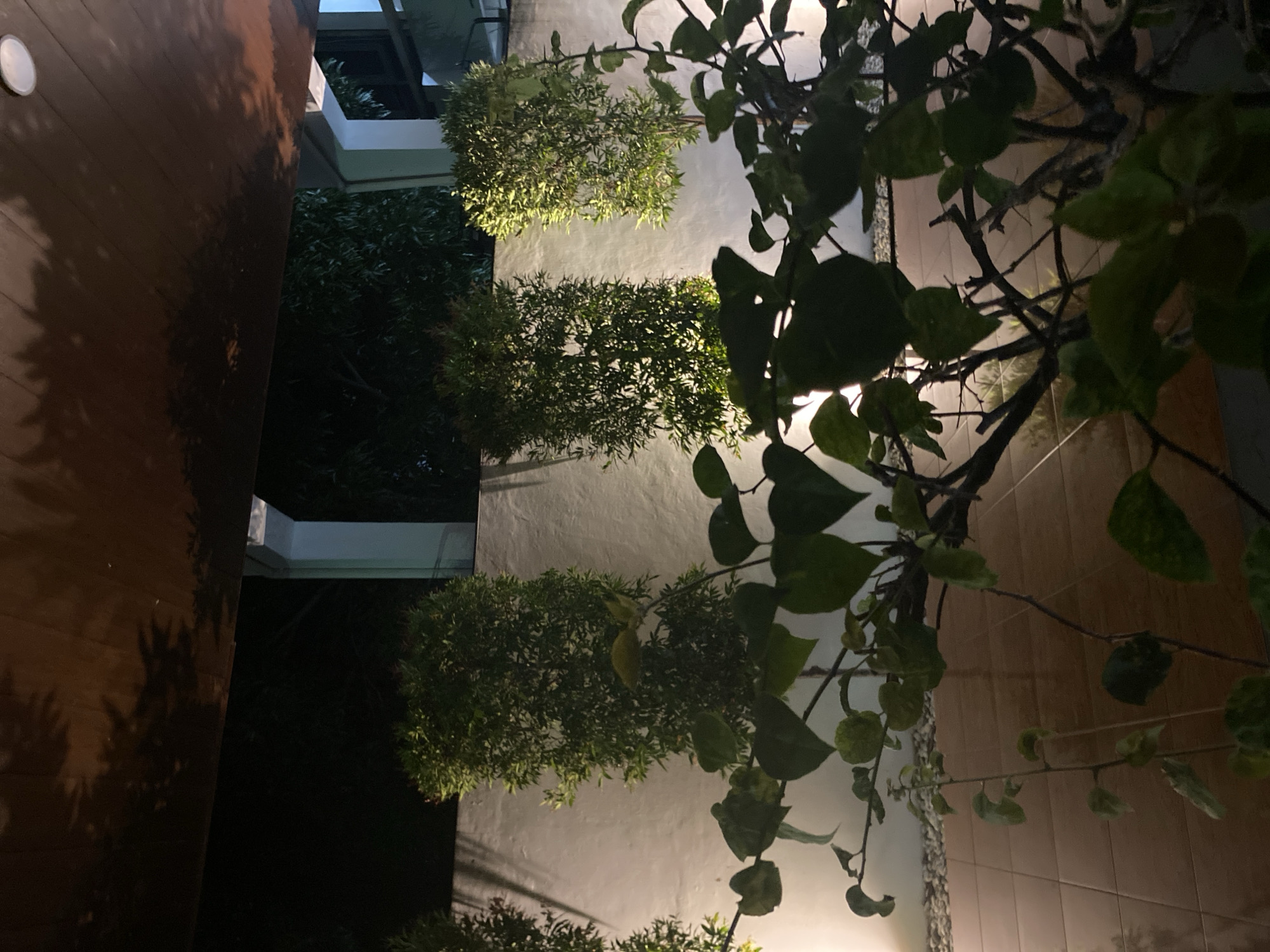 The image depicts an outdoor nighttime scene, likely a patio or garden area. In the foreground, a leafy plant with dark branches partially obscures the view. The midground features a white wall illuminated by spotlights, casting shadows from trees and plants. Several tall, slender trees are planted against the wall, their foliage lit from below. A tiled floor in warm brown tones is visible in the lower portion of the image, with a gravel-like area behind it. The upper part of the frame shows a dark, textured ceiling, possibly wood, with dappled shadows of foliage cast upon it, suggesting overhead trees. A circular light fixture is visible on the ceiling. The overall impression is a well-lit outdoor space at night.