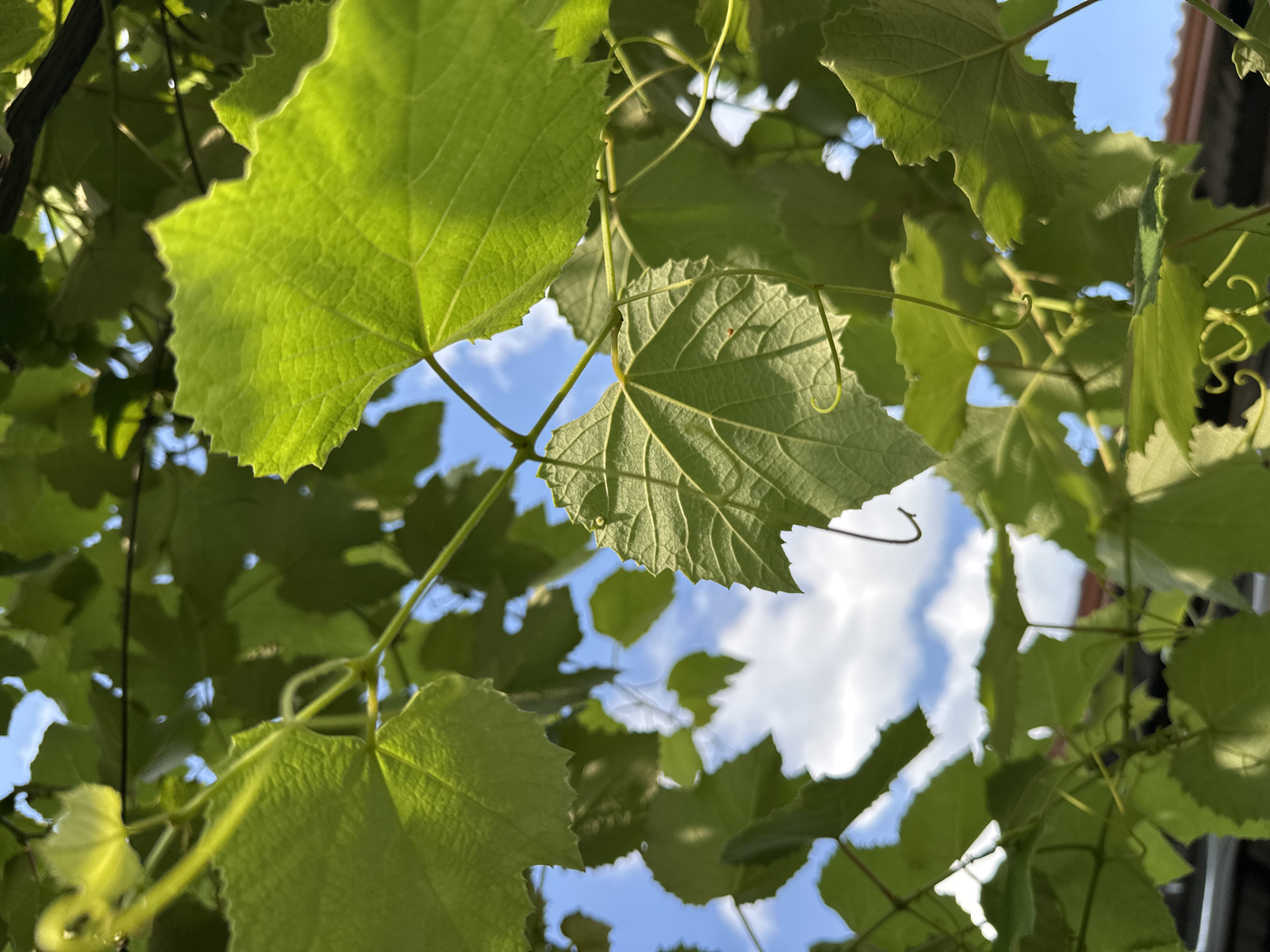 The image displays a close-up view of vibrant green grape leaves against a backdrop of a blue sky dotted with white clouds. The leaves are the primary focus, with their intricate vein patterns and slightly serrated edges clearly visible. Several tendrils, characteristic of grapevines, are also present, some curled and delicate. The sunlight illuminates the leaves, creating a bright and airy feel, and casting soft shadows. In the lower portion of the image, a blurred glimpse of a reddish-brown roofline suggests an urban or suburban setting. The scene is peaceful and natural, hinting at the growth and vitality of the plant. The specific location in Yessentuki, Russia, is not visually discernible from the image content itself, which focuses on the botanical details of the grapevine.