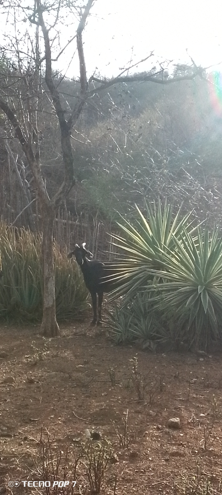 A black goat stands on dry, brown soil, facing left. The goat is near a tall, thin tree with no leaves. Behind the goat is a large, spiky green plant. In the background, there are more trees and dry brush, with a bright, hazy sky. The scene appears to be outdoors in a rural or semi-rural area. The image has a "TECNO POP 7" watermark in the bottom left corner. There is no indication of this image being in Altagracia, Venezuela.