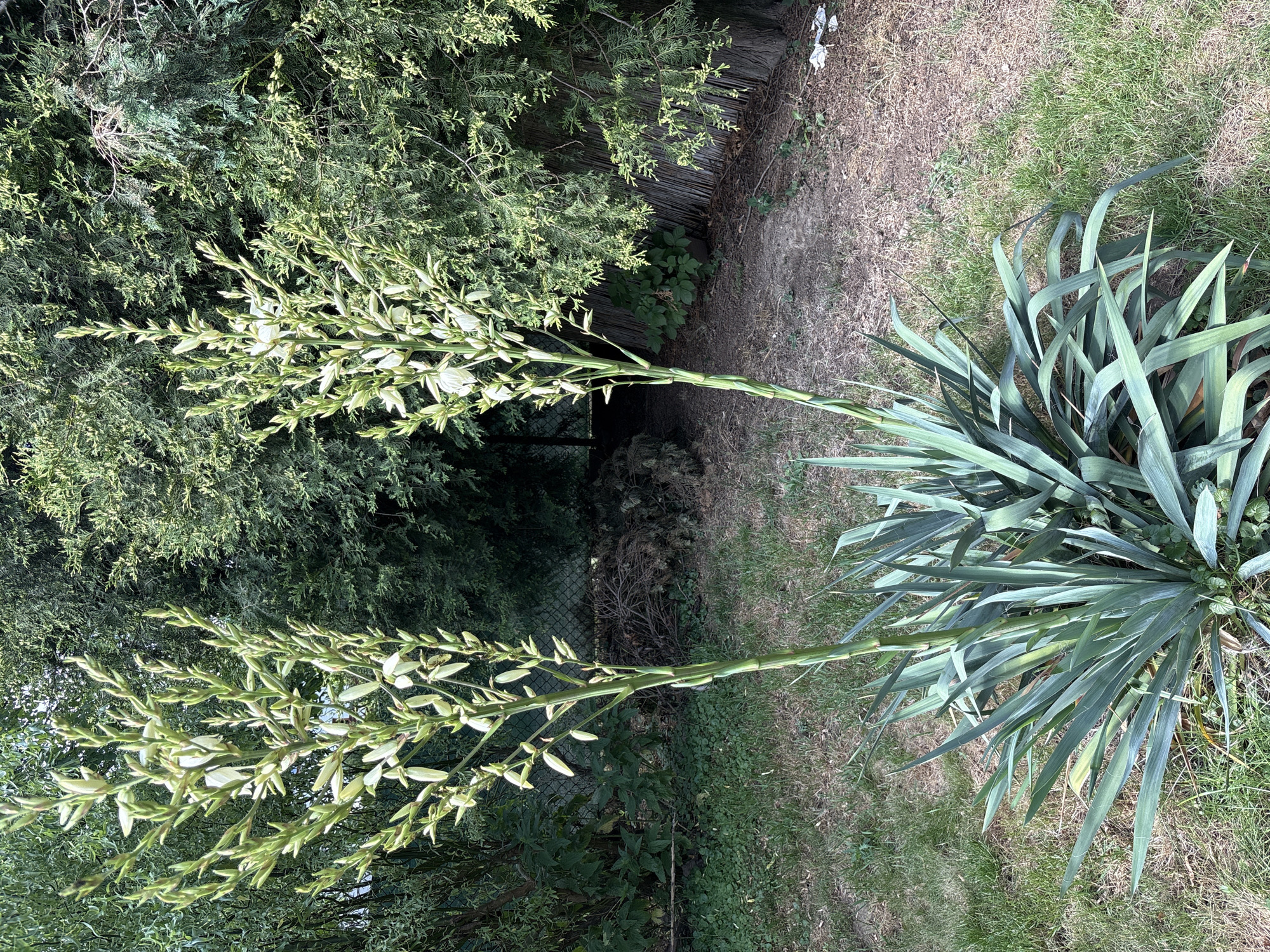 This media file depicts an outdoor scene in Ćwiklice, Poland, likely during daylight hours given the bright lighting. The primary subjects are two tall, flowering stalks of a yucca plant, which are predominantly a light green with hints of white in the developing flower buds. These stalks extend upwards from a cluster of the plant's characteristic long, stiff, blue-green leaves.
The background features a mix of natural elements and man-made structures. To the left, dense green foliage from various trees and shrubs creates a lush backdrop. A weathered wooden fence, possibly made of bamboo or reeds, is visible behind the flowering stalks. To the right, the ground is covered with patches of dry, brown grass and greener lawn areas, suggesting a garden or yard setting. A wire fence can be seen further in the background.
There are no people or animals visible in the image. The scene appears peaceful and serene, focusing on the natural growth of the yucca plant. The overall impression is one of a well-established garden in a somewhat dry season, with the yucca's impressive bloom stalks being the focal point. No text is visible in the media file.