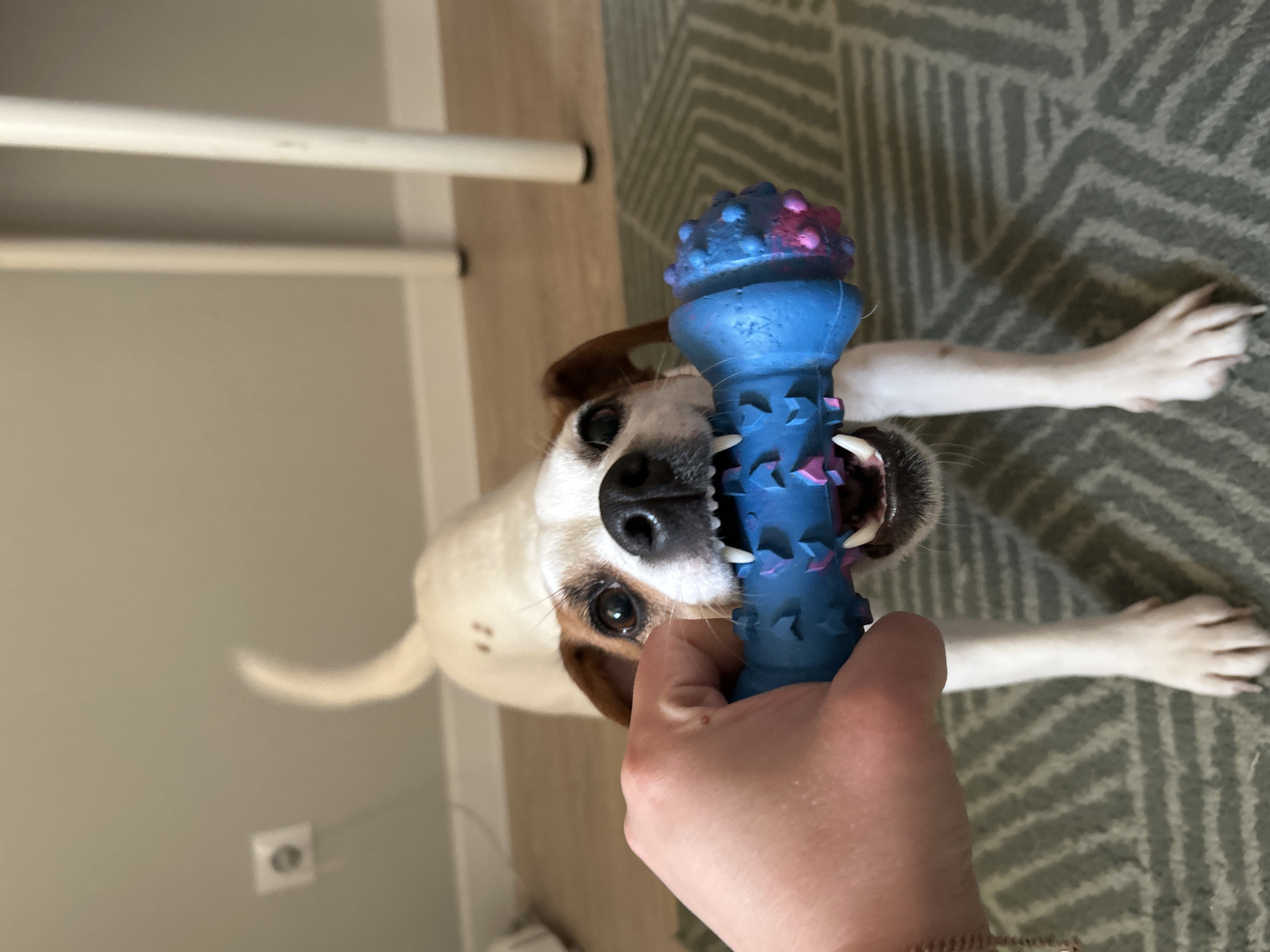 The image depicts an indoor scene in Chaikovsky, Russia, focused on an interaction between a human and a dog. A fair-skinned human hand, partially visible on the left, firmly grips one end of a blue, dumbbell-shaped dog toy that features textured geometric indentations along its shaft and pink spiky protrusions on its right end. A medium-sized, short-haired dog, predominantly white with brown patches around its eyes and ears, is centered in the frame. Its mouth is wide open, displaying prominent white canines as it actively grips the blue toy. The dog's eyes are wide and focused forward, and its body is slightly hunched, suggesting a playful tugging stance. Its front paws rest on a grey rug patterned with interlocking geometric lines. In the blurred background, a light beige wall is visible, along with a white electrical outlet in the upper left quadrant and two slender, white cylindrical furniture legs. Light-colored wooden flooring is discernible beyond the rug's edge.
