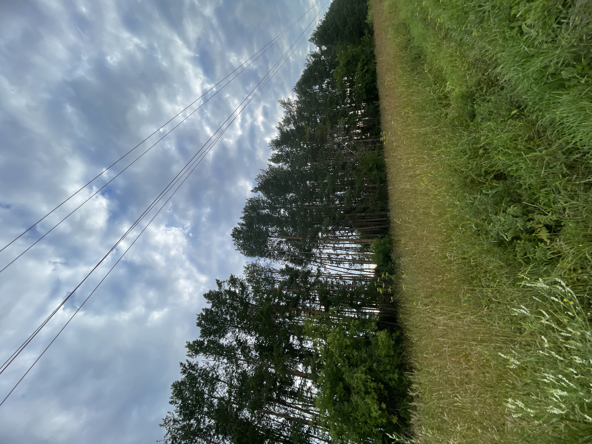 A low-angle, wide shot captures a natural scene on a cloudy day in the village of Podshivalovo, Russia. The foreground is dominated by a field of tall, green and golden grasses, with some lighter-colored wildflowers interspersed. Behind the field, a dense line of tall pine trees forms a dark green wall that stretches across the frame. The trees vary in height and thickness, with some appearing more sparse than others. Above the trees, the sky is filled with dramatic, grey and white clouds, with patches of brighter sky visible through the breaks. Four thin, dark power lines diagonally cross the upper portion of the image, running from the left towards the right, against the backdrop of the cloudy sky. The scene is devoid of any human presence or discernible activity.