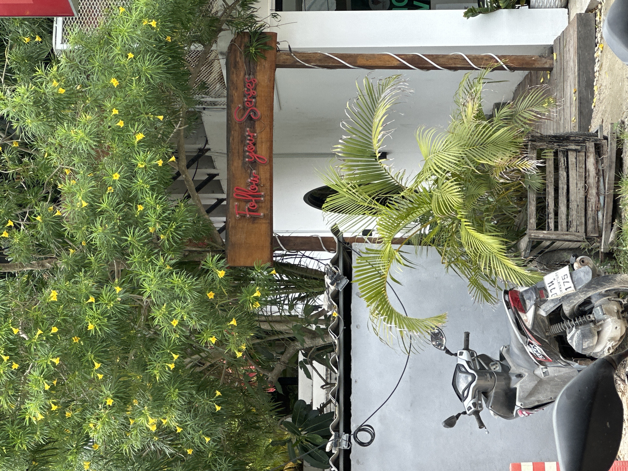 This is an outdoor, eye-level shot of an entrance to a building in ตำบลเกาะพะงัน, Thailand. A flowering tree with abundant yellow blossoms dominates the upper portion of the frame, arching over a wooden sign that reads "Follow your Senses" in neon red script. Beneath the sign, a white building with a dark arched doorway is visible. To the left of the entrance, a parked grey scooter is positioned in front of a grey wall. A palm plant in a wooden planter sits to the right of the scooter and in front of the building entrance. The ground is a mix of dirt and small stones. The overall scene suggests a tropical setting with a focus on natural elements and a welcoming, perhaps spa-like, establishment.