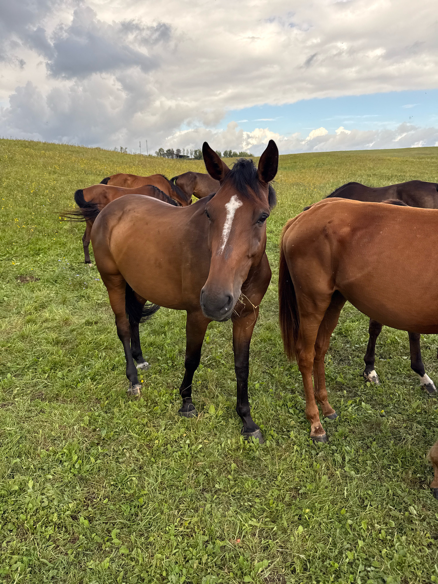 A group of brown horses are grazing in a grassy field under a cloudy sky. The horse in the foreground is facing the camera and appears to be eating hay. The field is sloped and covered in green grass with scattered yellow wildflowers. In the background, more horses can be seen grazing further up the hill. A few trees are visible on the horizon. The sky is partly cloudy with patches of blue sky showing through. The overall impression is a pastoral scene. The location is identified as Galinė, Lithuania.