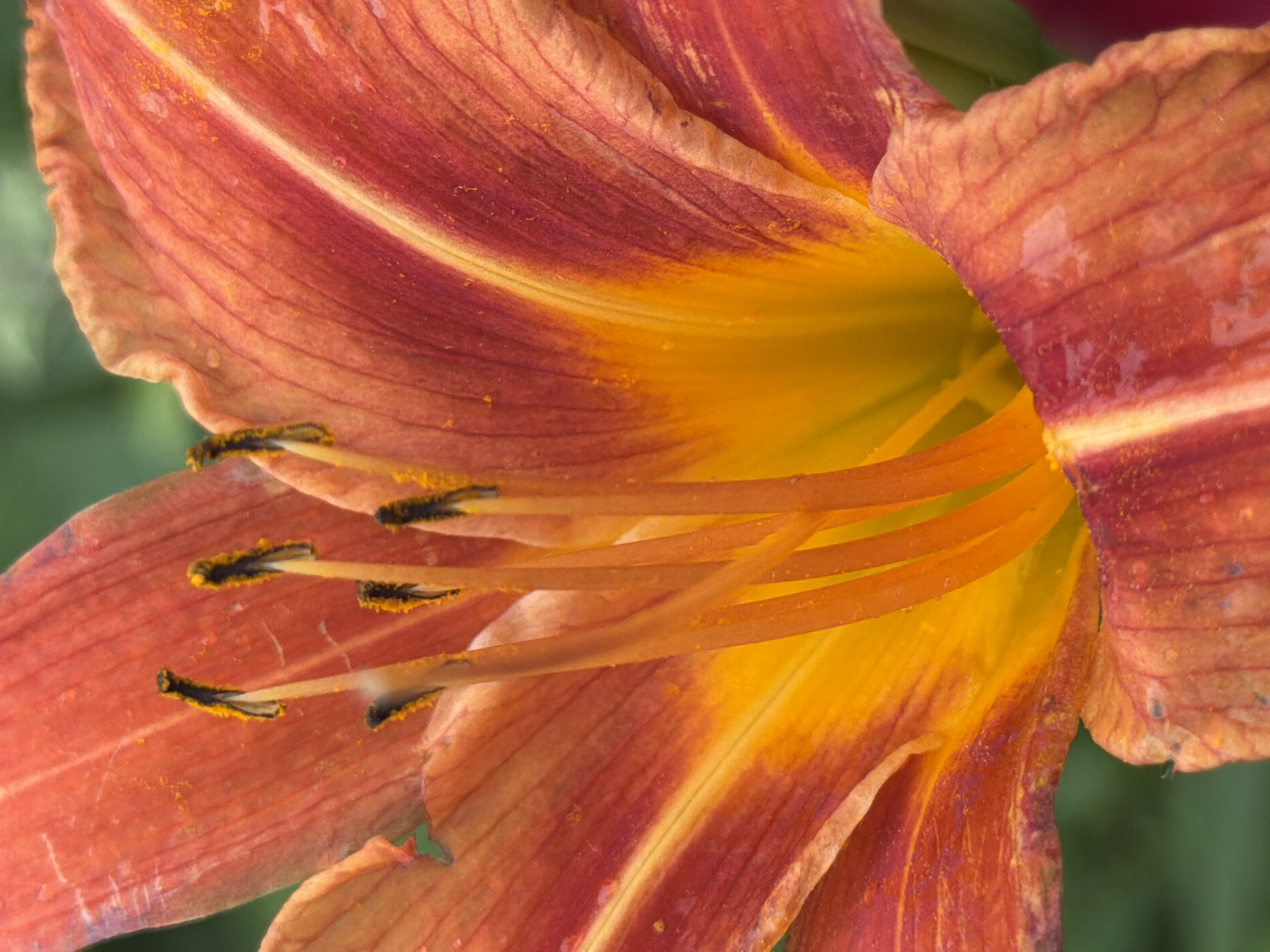 This is an extreme close-up, macro photograph of the interior of an orange and yellow lily flower. The petals are a vibrant reddish-orange with deep red veining. The center of the flower is a bright yellow, and several stamens with dark, pollen-covered anthers are visible. The petals have a slightly wrinkled texture, and there are a few water droplets on their surface, suggesting recent rain or dew. The background is a soft blur of green, indicating a natural outdoor setting. The lighting appears to be natural daylight, highlighting the intricate details and textures of the flower. There is no text visible in the image. The image is a still shot, capturing the beauty and detail of the flower's anatomy. No people or animals are present. The location context of Bobrovo, Russia is noted, but there are no specific visual cues within the image to confirm this location. The overall impression is one of delicate natural beauty and intricate detail.