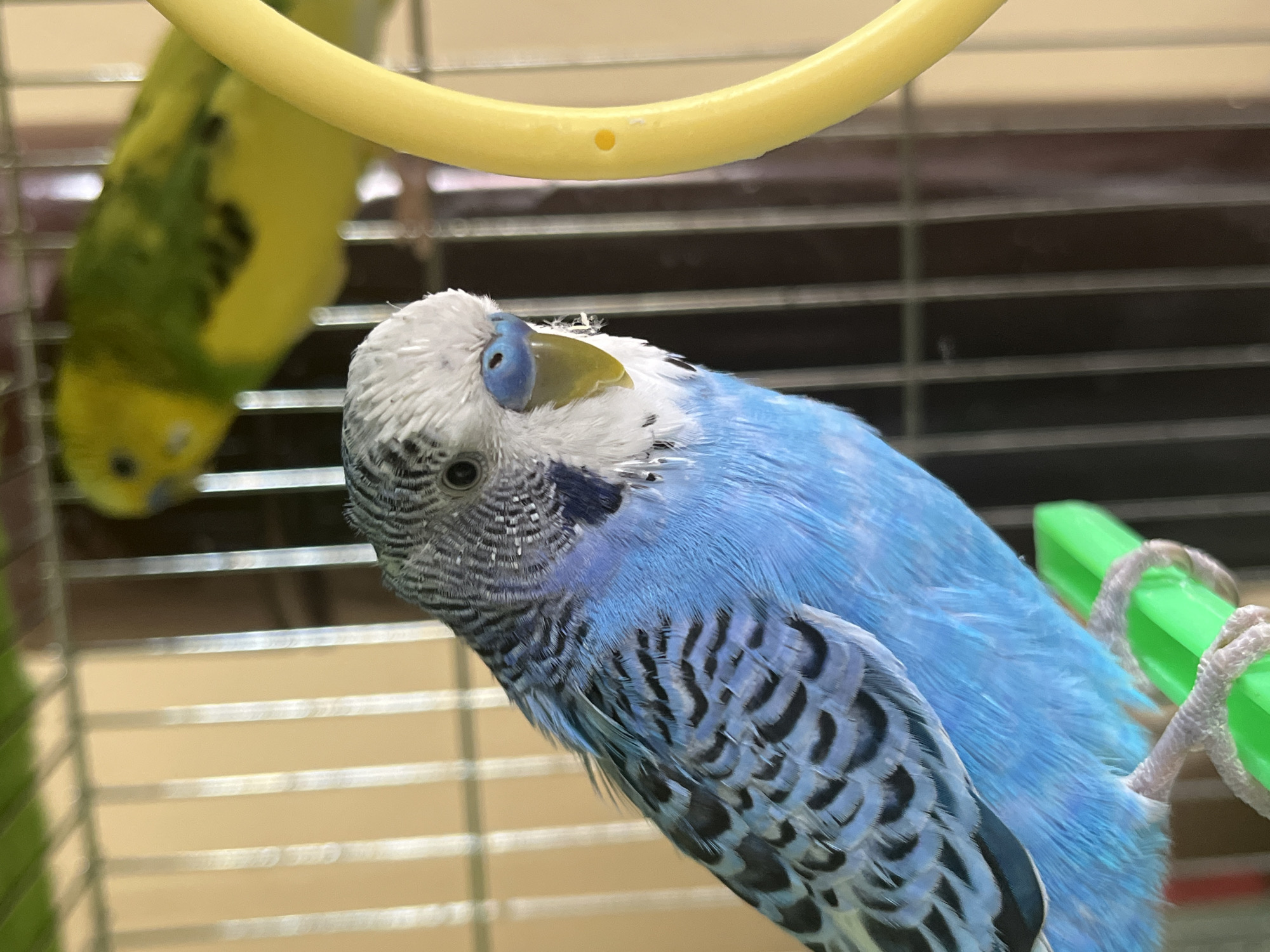 A close-up shot focuses on a blue and white budgerigar perched inside a cage. The budgerigar is the primary subject, with its head tilted towards the viewer, showcasing its blue cere, yellow beak, and detailed feather patterns. A second, partially visible green and yellow budgerigar is located to the left of the blue budgerigar, also within the cage. The cage features yellow and green perches and metal bars. The background is blurred, suggesting an indoor environment with venetian blinds. The location is not provided in the image.