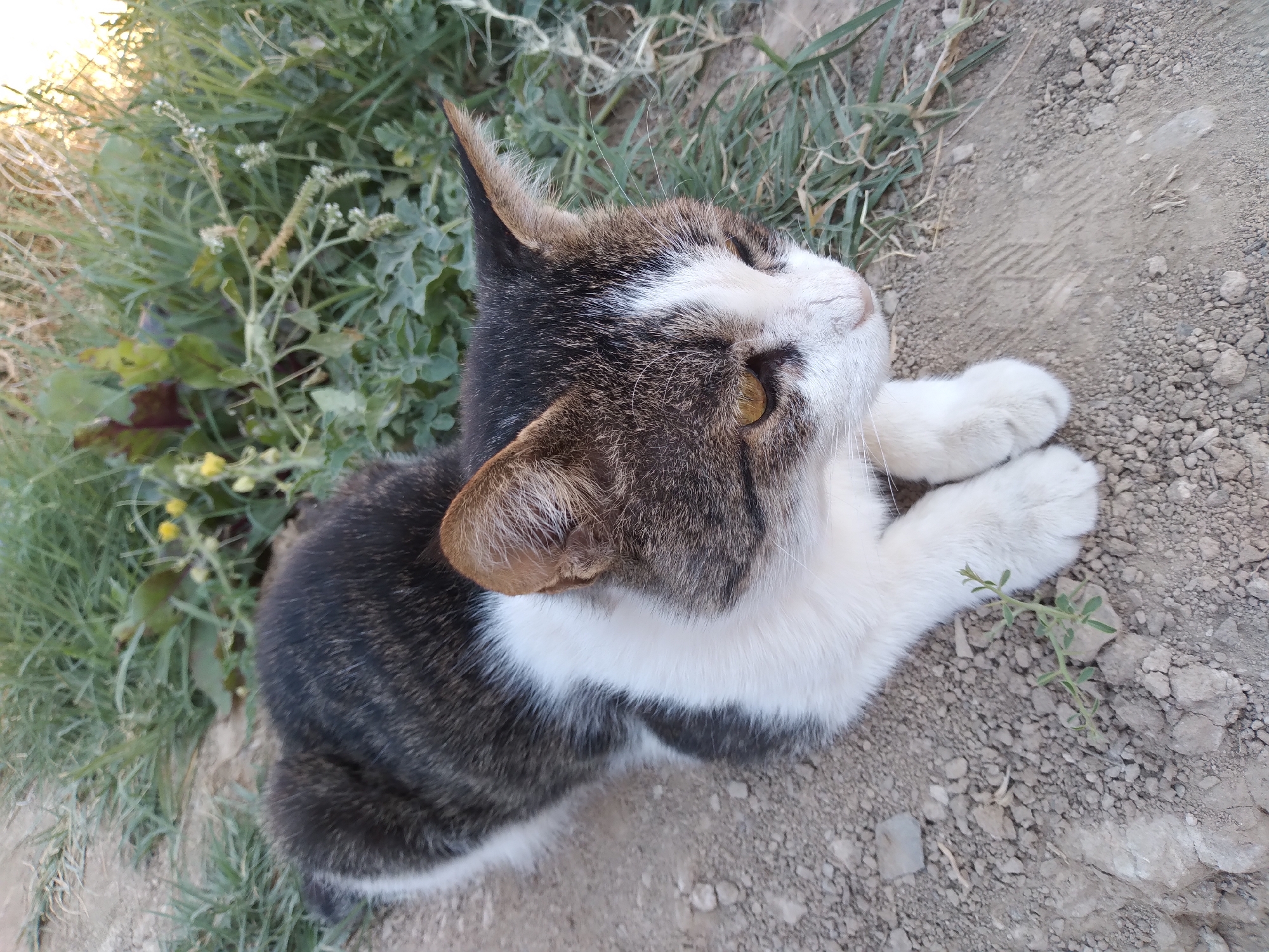 An outdoor, high-angle, medium shot shows a tri-colored cat with white, brown, and black fur lying down on a dirt path next to some grass and weeds. The cat is facing to the right of the frame with its head turned towards the viewer. The cat's eyes are yellow and its ears are perked up. The cat's paws are tucked underneath its body. The dirt path is composed of small pebbles and rocks. The grass and weeds are green and some yellow wildflowers are visible. The background consists of more grass and weeds, with sunlight filtering through from the upper right corner.