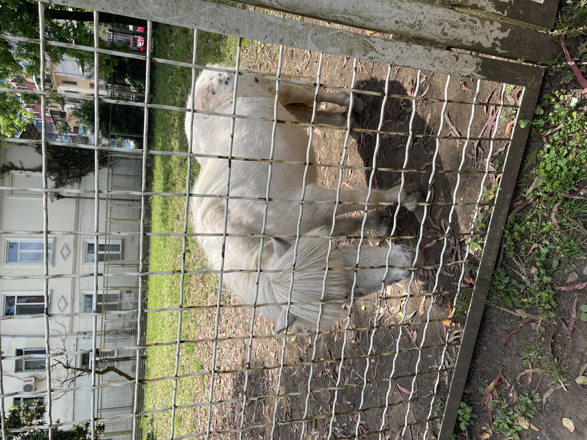 The image shows a white miniature horse behind a metal fence. The horse is facing down, possibly grazing or eating. The fence is made of a grid of metal wires. In the background, there is a grassy area and a building. The scene appears to be outdoors. The location is the Batumi Botanical Garden, a park in Batumi, Georgia.