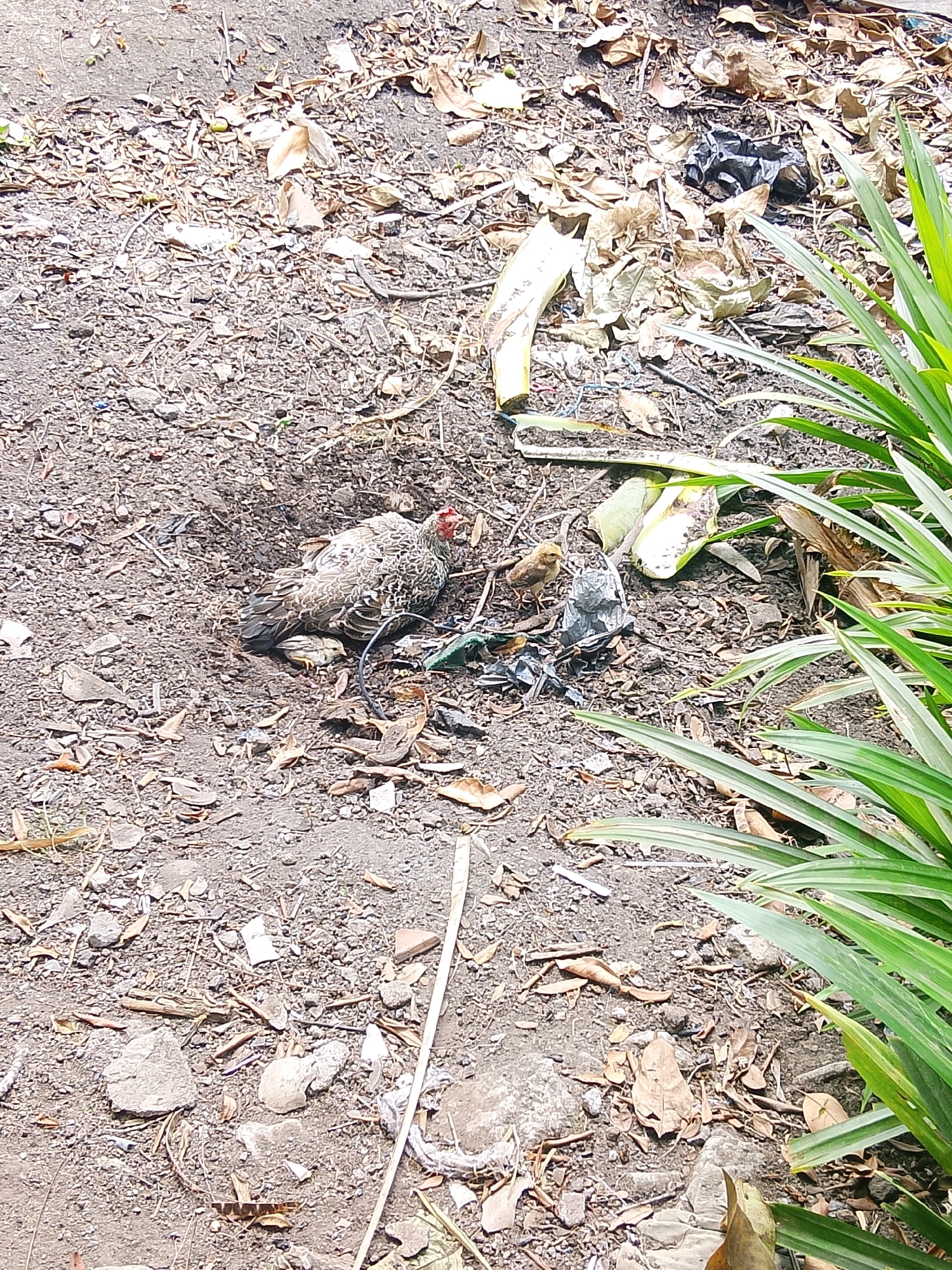 A medium shot captures a hen and chick in an outdoor environment. The hen, with speckled brown and white feathers and a red wattle, is partially obscured by its chick. The chick, small and yellow, stands near the hen. They are situated on a rough, dirt ground littered with dried leaves, small stones, and some pieces of trash, including a crumpled black plastic bag and some green plastic material. In the upper right and lower right corners, lush green leaves from a plant frame the scene. The lighting suggests it is daytime, with sunlight creating shadows and highlighting the textures of the ground and the birds.