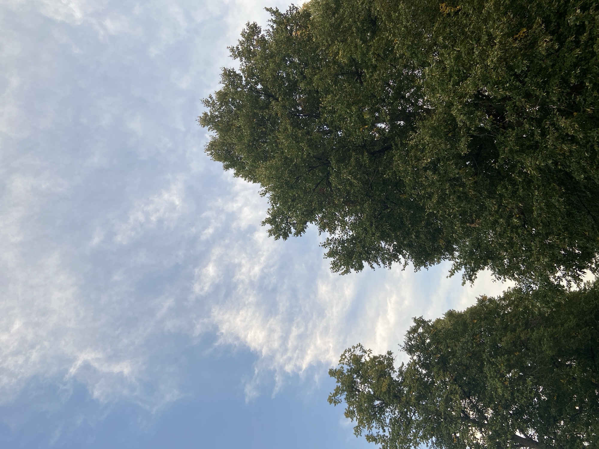 The image shows a view looking up at the sky, partially obscured by the tops of large, leafy green trees. The sky is a pale blue with wispy white clouds scattered across it. Two prominent trees dominate the foreground, one on the right and another on the left, with their dense canopies filling the lower half of the frame. The leaves on the trees appear to be a deep green, with some hints of yellow suggesting the approach of autumn. The scene is tranquil and appears to be outdoors, possibly in a park or a tree-lined street in Chulis, Russia. There are no people or any visible human activity depicted in the image. The lighting suggests it might be daytime, possibly late afternoon, given the soft quality of the light filtering through the clouds and leaves.