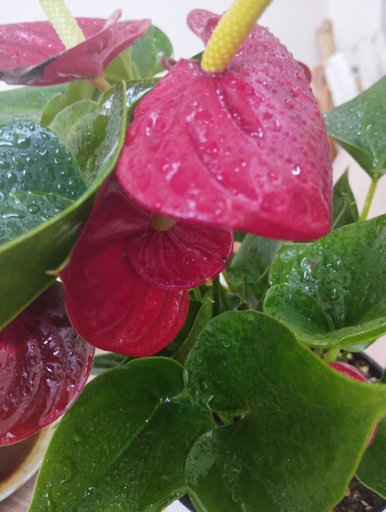 The image is a close-up, eye-level, indoor shot of a potted Anthurium plant, likely a Flamingo Flower. The plant features several glossy, dark red spathes (modified leaves that resemble petals) and prominent, pale yellow spadices (flower spikes). The spathes and lush, dark green leaves are covered in numerous water droplets, suggesting they have been recently watered or misted. The lighting is soft and diffused, creating a slightly reflective surface on the water droplets and the waxy leaves. The background is blurred, but appears to be an indoor setting with hints of neutral-toned furniture or wall elements. There are no people, animals, or outdoor elements visible in the frame. The image does not depict any specific location within the city of Zarafshan, Uzbekistan, nor does it provide any context related to that region.