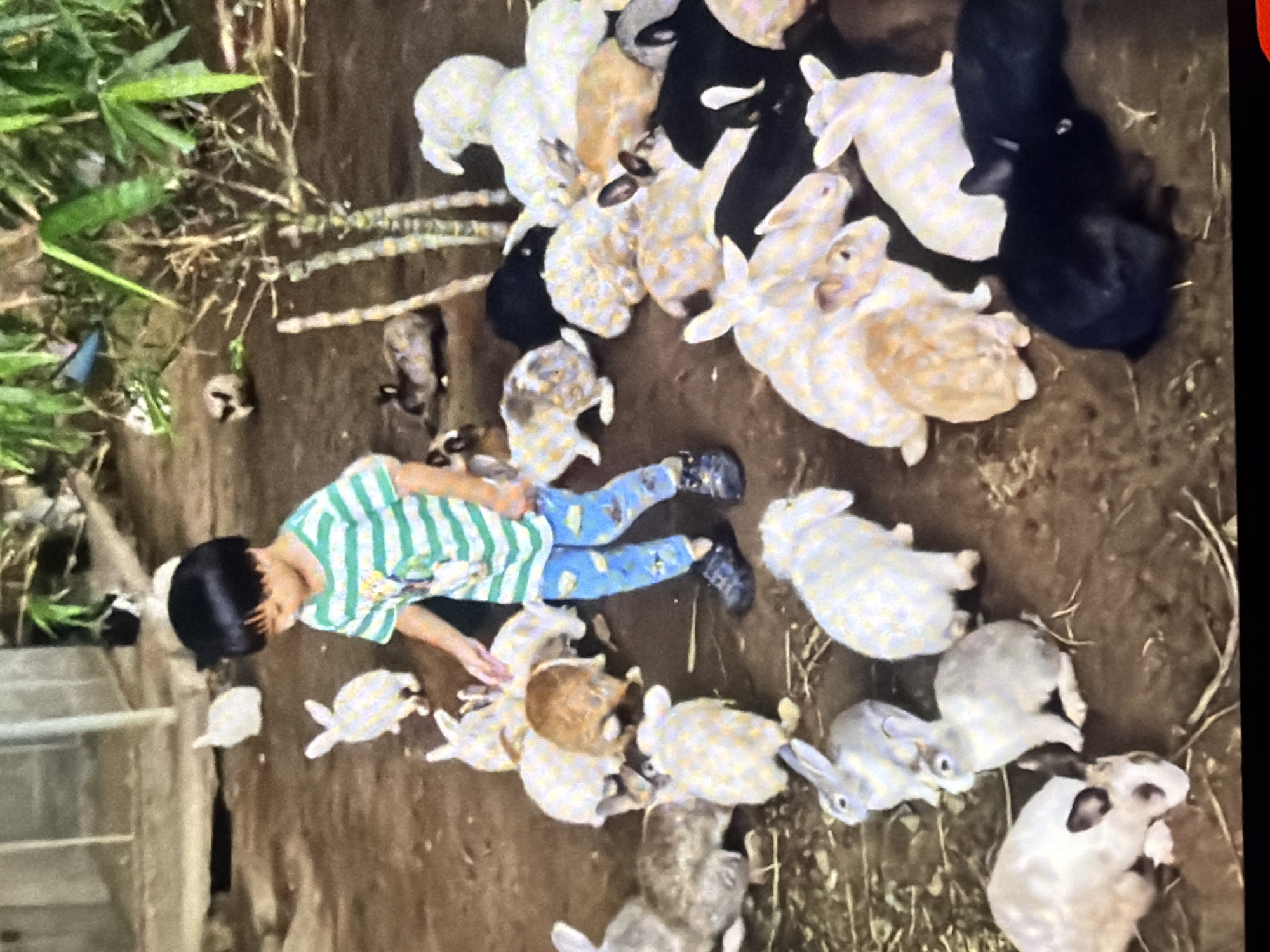 The image depicts a young boy in a green and white striped t-shirt and blue pants, interacting with a large group of rabbits in an outdoor enclosure. The ground appears to be dirt and straw, suggesting a farm or petting zoo environment. The rabbits are of various colors, including white, brown, grey, and black, and are scattered throughout the scene, some clustered around the boy. The boy's hand is extended towards the rabbits, and he appears to be feeding or petting them. In the background, there are some structures and vegetation, including bamboo. The scene appears to be set in Bukuru, Nigeria, though specific details about the location within the city are not provided.