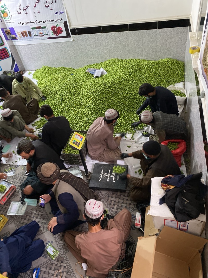 An overhead view captures a group of approximately ten men sorting and packaging a vast quantity of small, round green fruit, likely greengages or plums, spread across the floor of an indoor facility. The scene is set in what appears to be a processing and packaging plant in Kandahar, Afghanistan.
The men are mostly seated on the floor around the large pile of fruit. They are engaged in various tasks including hand-sorting the fruit, placing it into plastic crates, and weighing portions using small scales. Some individuals are wearing face masks and protective gloves while working. Packaging materials such as clear plastic containers and cardboard boxes are visible, indicating the final stages of preparation.
A large banner hangs on the back wall, displaying text in Dari/Pashto which reads: "آرین عظیم سعیدی صادرات د و چی مبوي د پروسس او بسته بندی شرکت" (Aryan Azim Saeedi Exports, Fruit Processing and Packaging Company). Another detail includes a black crate or box with "Unique BAHONGYING حنظير" printed on it, possibly a brand or product name. The floor is tiled, and the lighting suggests an indoor, possibly industrial, setting. The men wear a mix of traditional Afghan clothing, with some sporting prayer caps. The overall atmosphere is one of focused manual labor in a production environment.