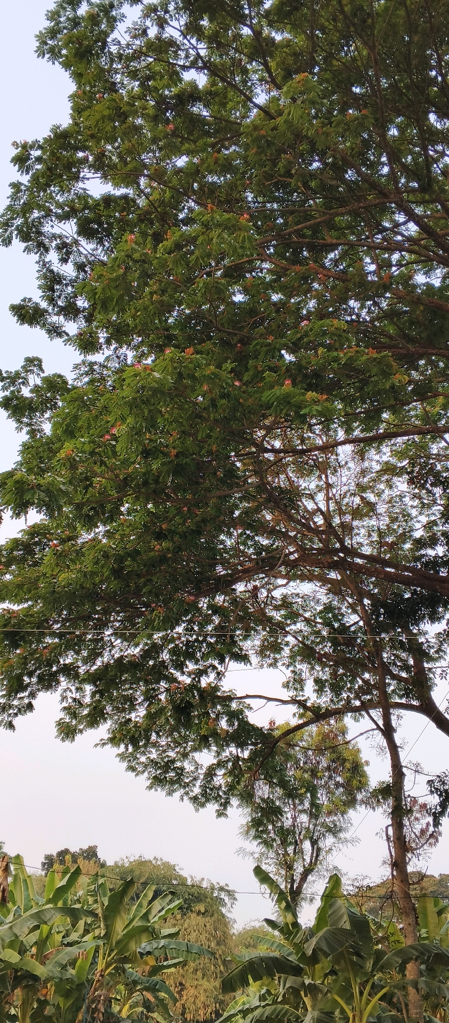 The image captures a lush, verdant scene dominated by a large tree with widespread branches and abundant green foliage, dotted with small pinkish-orange flowers. The tree's canopy fills a significant portion of the frame, with its branches extending outwards and downwards. Below the large tree, other vegetation is visible, including what appear to be banana plants with their characteristic large, broad leaves. The background consists of a pale, overcast sky. The setting suggests a natural or semi-natural environment, possibly a garden, park, or rural area. The image appears to be taken in Japanan, Indonesia, based on the provided context. There are no people or animals visible in the image. The overall impression is one of natural abundance and tranquility.