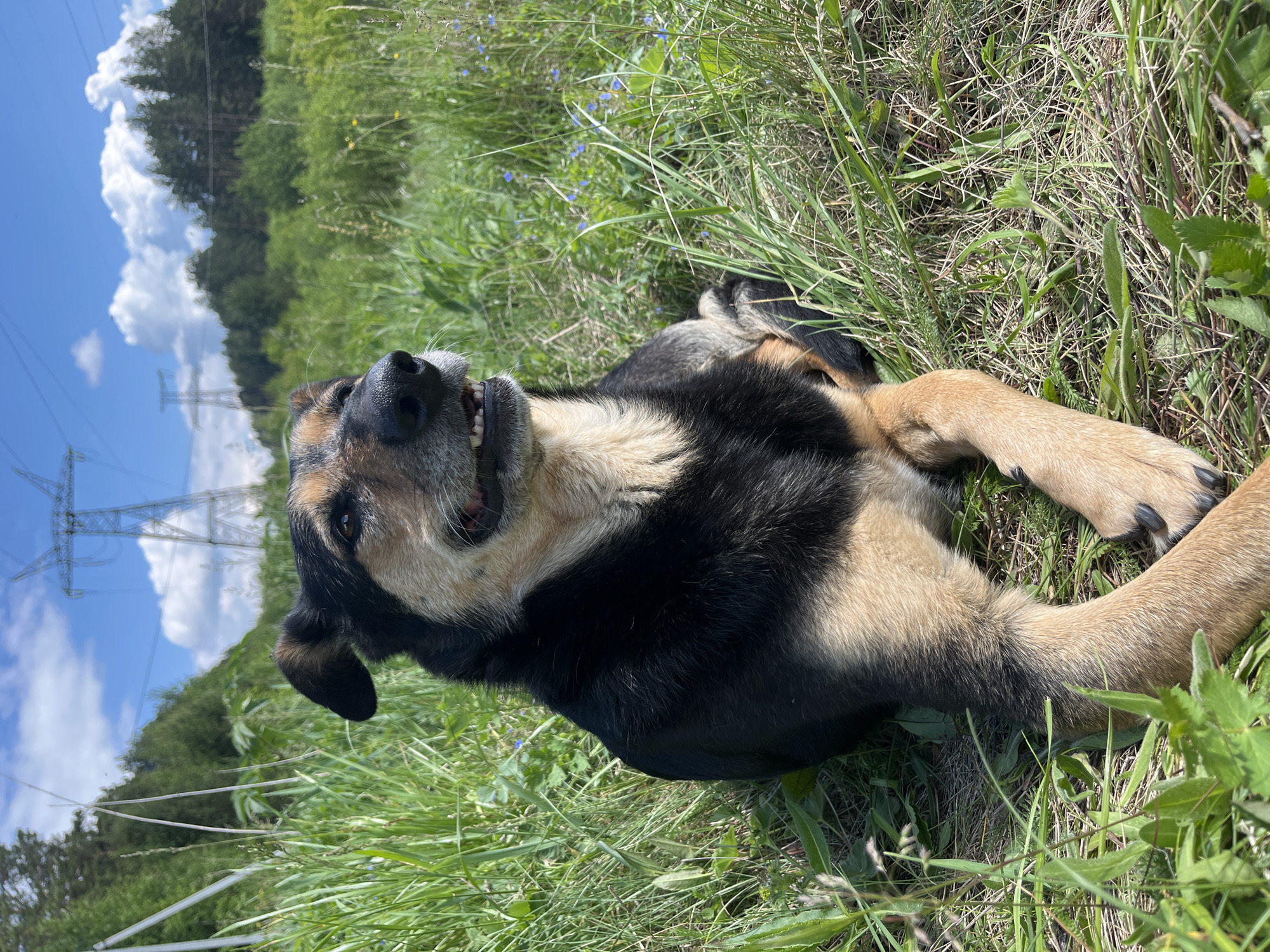 A medium-to-large-sized dog, possibly a German Shepherd mix, is pictured lying on its back in a field of lush green grass. The dog has distinctive black, tan, and cream-colored fur. Its head is turned towards the viewer, with its mouth slightly open in what appears to be a happy, relaxed expression, revealing some teeth. Its front paws are bent towards its chest, and its body is stretched out in the grass.
The setting is outdoors on a bright, sunny day. The sky above is a clear blue with several fluffy white clouds. In the background, on the left side of the frame, prominent electricity pylons (power lines) stretch into the distance. Beyond the field and pylons, a line of dense green trees or a forest is visible on the horizon. Small blue flowers are scattered amongst the tall grass. The scene evokes a sense of tranquility and a dog enjoying the warm weather and natural surroundings. The time of day appears to be late morning or early afternoon due to the bright, direct sunlight. There is no visible text in the image. The location context provided is Nizhny Tagil, Russia.