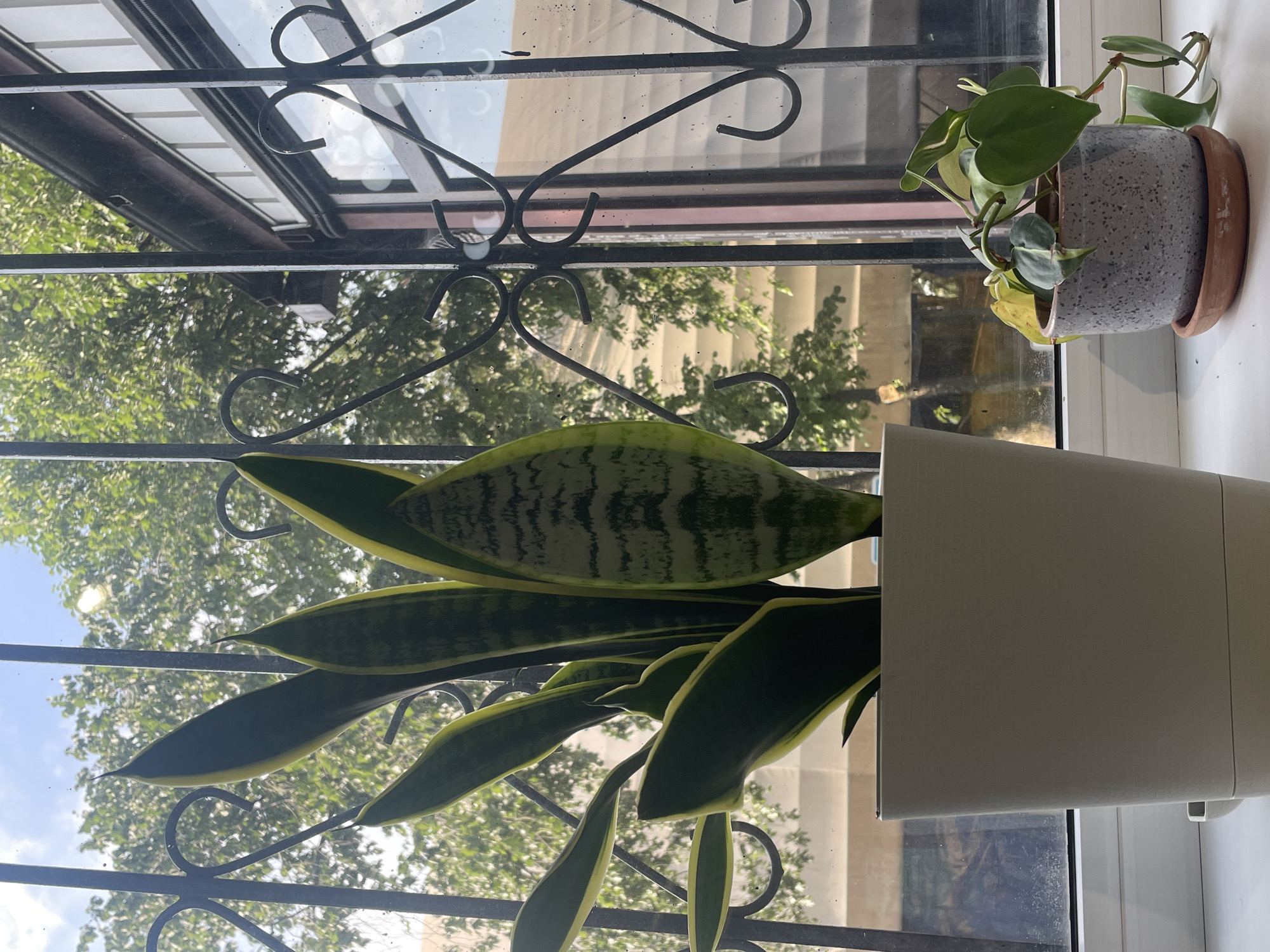 A snake plant in a pale gray pot sits on a windowsill. Next to it, a smaller, speckled gray pot holds a trailing heartleaf philodendron. Behind the plants, a decorative wrought-iron grille partially obscures a window. Through the window, trees with green foliage are visible against a blue sky with scattered clouds. The scene is illuminated by natural light. The location is Almaty, Kazakhstan.