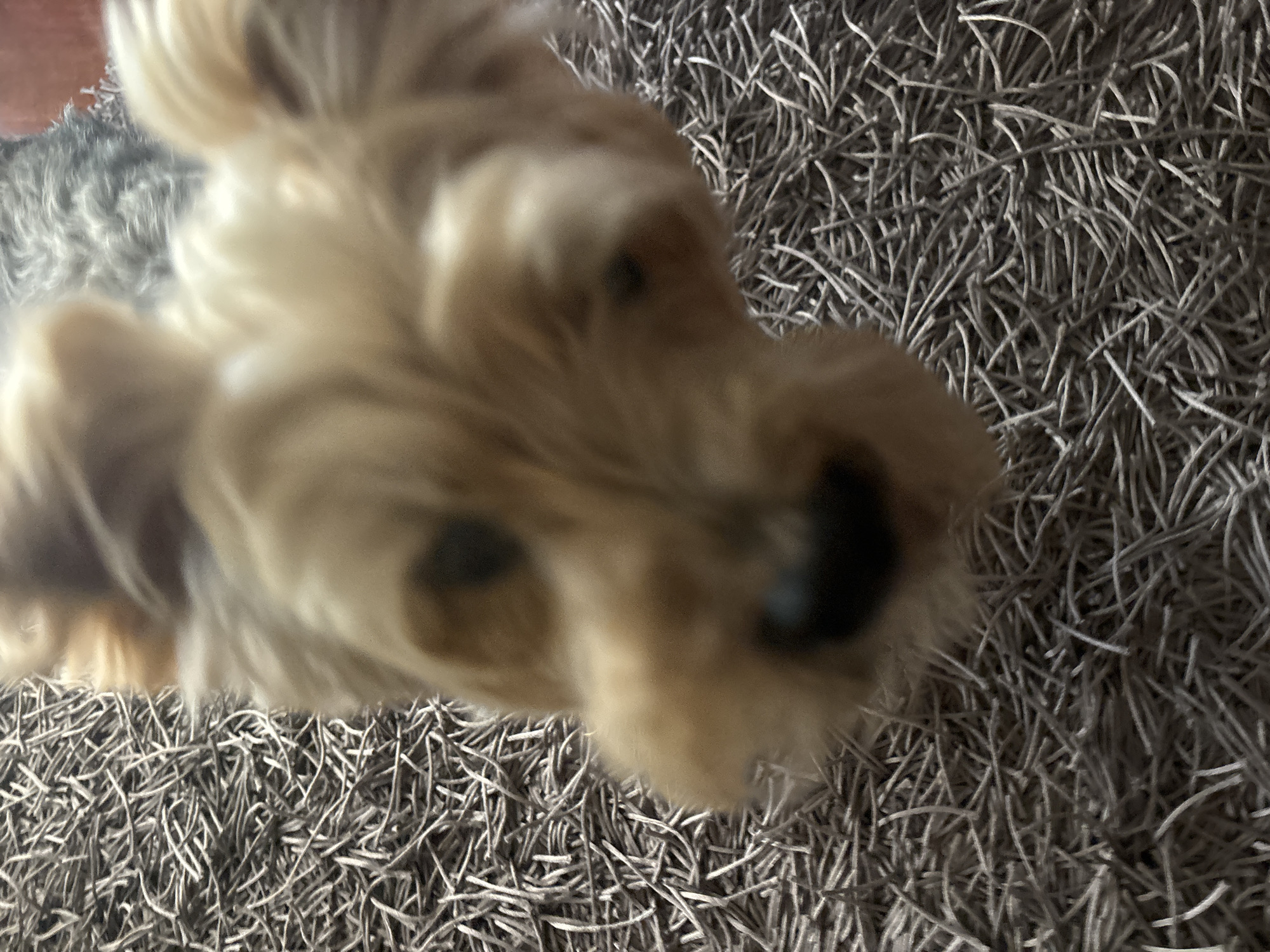 A close-up, slightly out-of-focus image shows a Yorkshire Terrier dog's face pressed close to the camera lens. The dog has a tan and gray coat. The background consists of a gray, textured surface, possibly a carpet or rug, with individual strands visible. The location is unknown.
