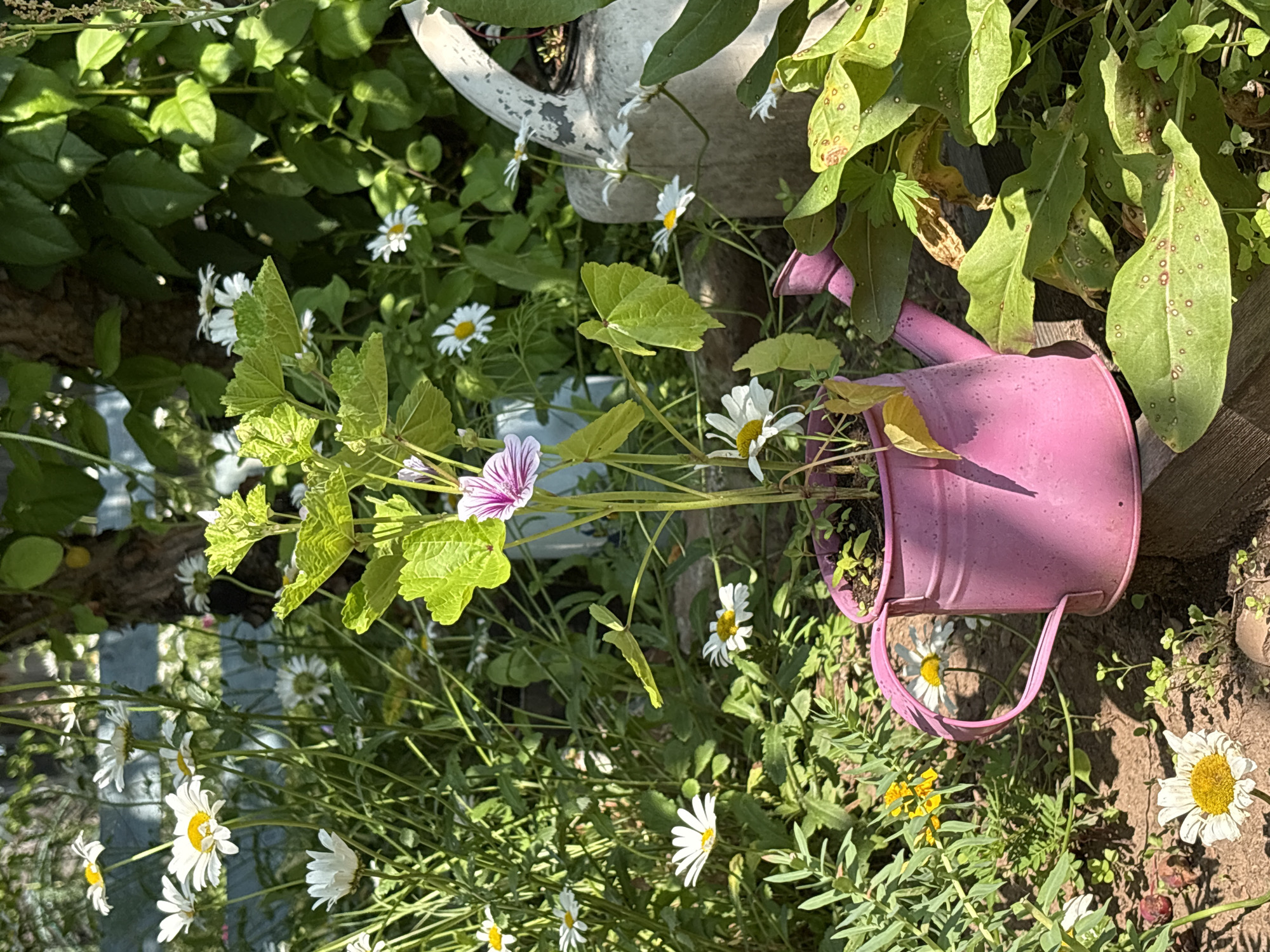 The image depicts a close-up view of a garden scene bathed in sunlight. The foreground is dominated by a bright pink watering can, from which a plant with broad green leaves and a single striped pink and white flower emerges. Surrounding the watering can are various plants, including numerous white daisies with yellow centers, and some smaller yellow flowers. In the background, lush green foliage and tree trunks are visible, creating a sense of depth. A large, weathered white jug or container is situated to the right of the watering can, partially obscured by the plants. The ground is composed of dark soil, with some scattered leaves and small pebbles. The overall impression is one of a vibrant, well-tended garden in a natural or semi-urban setting. The location is stated to be in the city of Bratsk, Russia. There are no people or animals visible in the image.