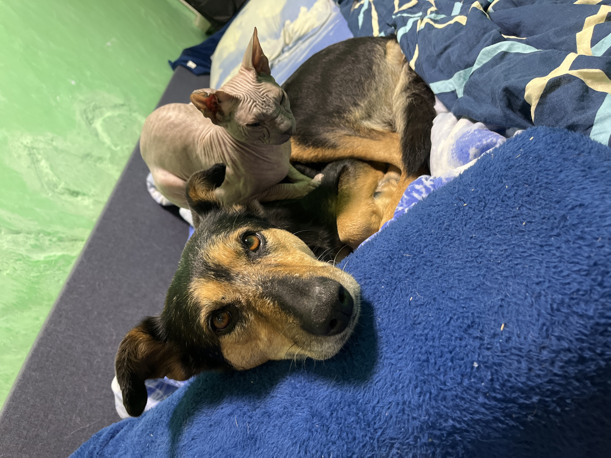 This is a close-up, eye-level photograph of a dog and a hairless cat resting together on a bed. The dog, a medium-sized breed with brown and black fur, is lying down with its head resting on a blue fuzzy blanket. Its eyes are open, and it appears calm. The hairless cat, with its characteristic wrinkled pink skin and large ears, is nestled on top of the dog's back, also appearing relaxed. The background shows a green textured wall and bedding with a blue and white patterned design. The image does not provide any information about the location in Nizhny Tagil, Russia.
