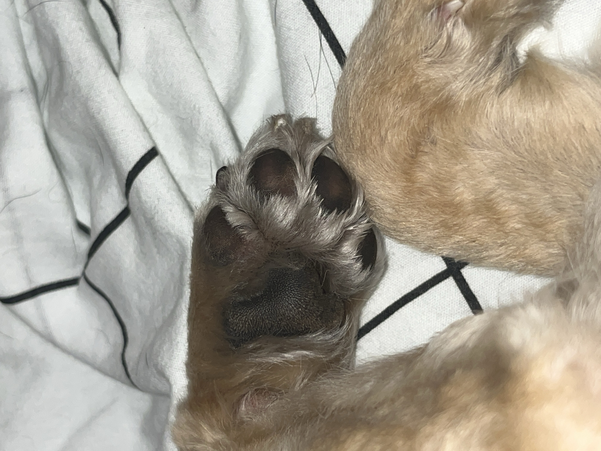 A close-up photograph depicts a dog's paw resting on a white blanket with black grid lines. The paw has dark pads surrounded by light brown fur. Another section of the dog's light brown fur is visible next to the paw. The location within the city of Zvezdara Urban Municipality, Serbia, cannot be determined from the image.