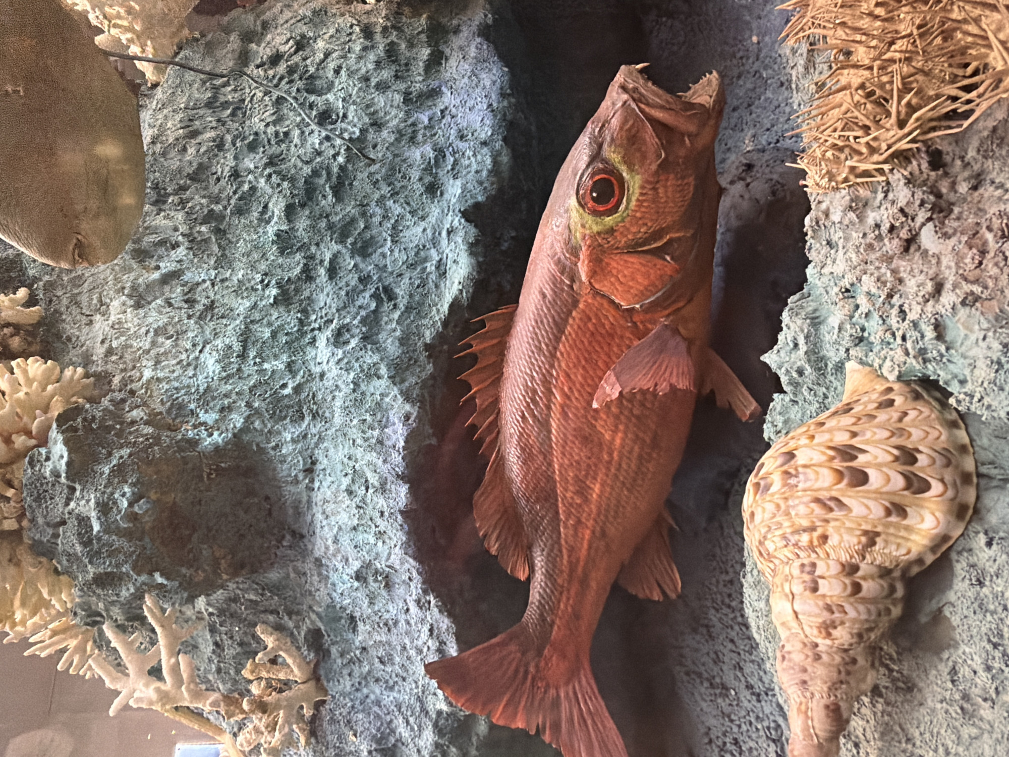 An underwater diorama features a taxidermied reddish-orange fish with its mouth open, revealing sharp teeth, and large, red-and-green eyes. The fish is positioned horizontally in the foreground, facing right. Behind the fish is a dark cave-like opening in a textured, grayish-blue rock formation. The diorama also includes bleached coral structures, a large, spiral seashell with brown and white markings in the lower left corner, and what appears to be a brown, flat-bodied fish or ray swimming above the rock formation in the upper right. The diorama is set against a dark background. The location is unknown.