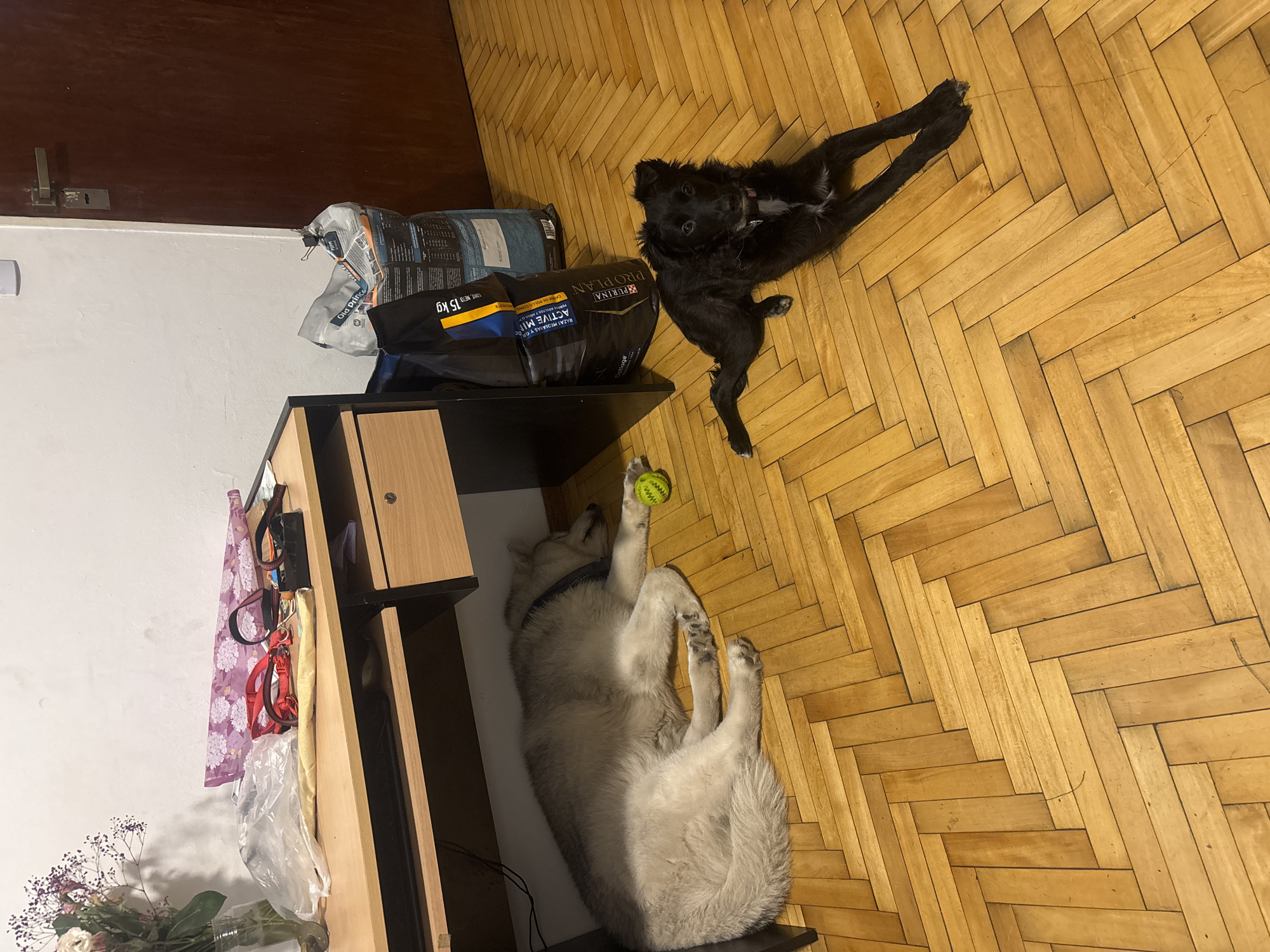 The image shows two dogs lying on a herringbone-patterned wooden floor in what appears to be an indoor setting. One dog, a husky, lies on its back near a cabinet and a bag of dog food with a tennis ball in its paw. The dog food bag is labeled as "PURINA PRO PLAN ACTIVE MIND". Another dog, of black fur, lies stretched out on the floor. The background includes a dark-colored wooden cabinet. On the side of the cabinet is a purple patterned cloth and leashes, as well as a bouquet of flowers in a vase. The scene is likely indoors. No specific information about the location in Buenos Aires, Argentina, is discernible from the image.
