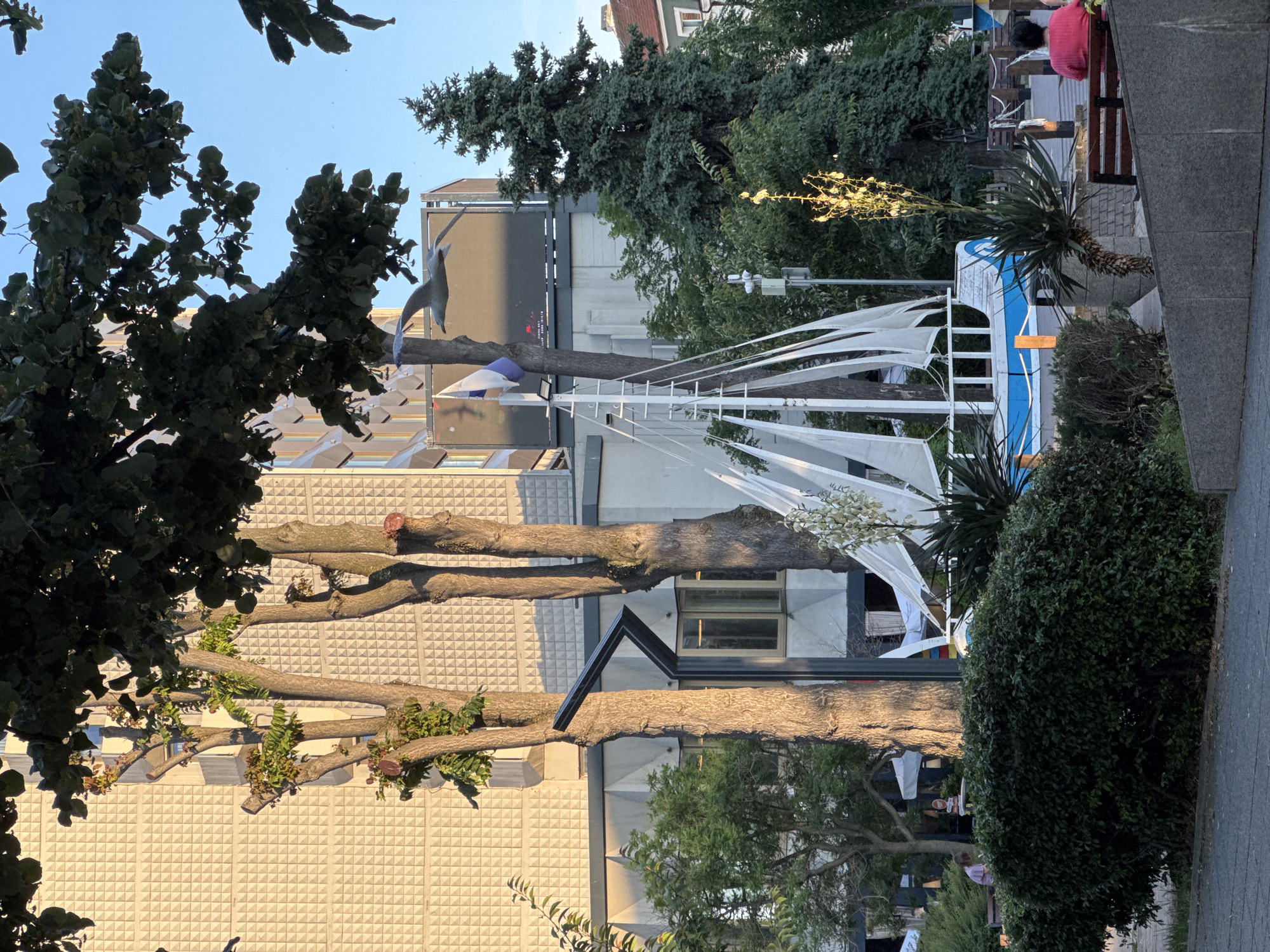 The image depicts a sunny day in Burgas, Bulgaria, specifically on the Sea Garden promenade. In the foreground, a large, dark green bush is prominent. Behind it, a boat sculpture with white sails and a blue hull is visible. To the right, a person in a pink shirt is seated on a wooden bench, facing away from the camera. Further in the background, tall trees and a building with a textured facade are present. A seagull is captured in mid-flight above the boat sculpture. The scene is set against a clear blue sky, indicating fair weather.