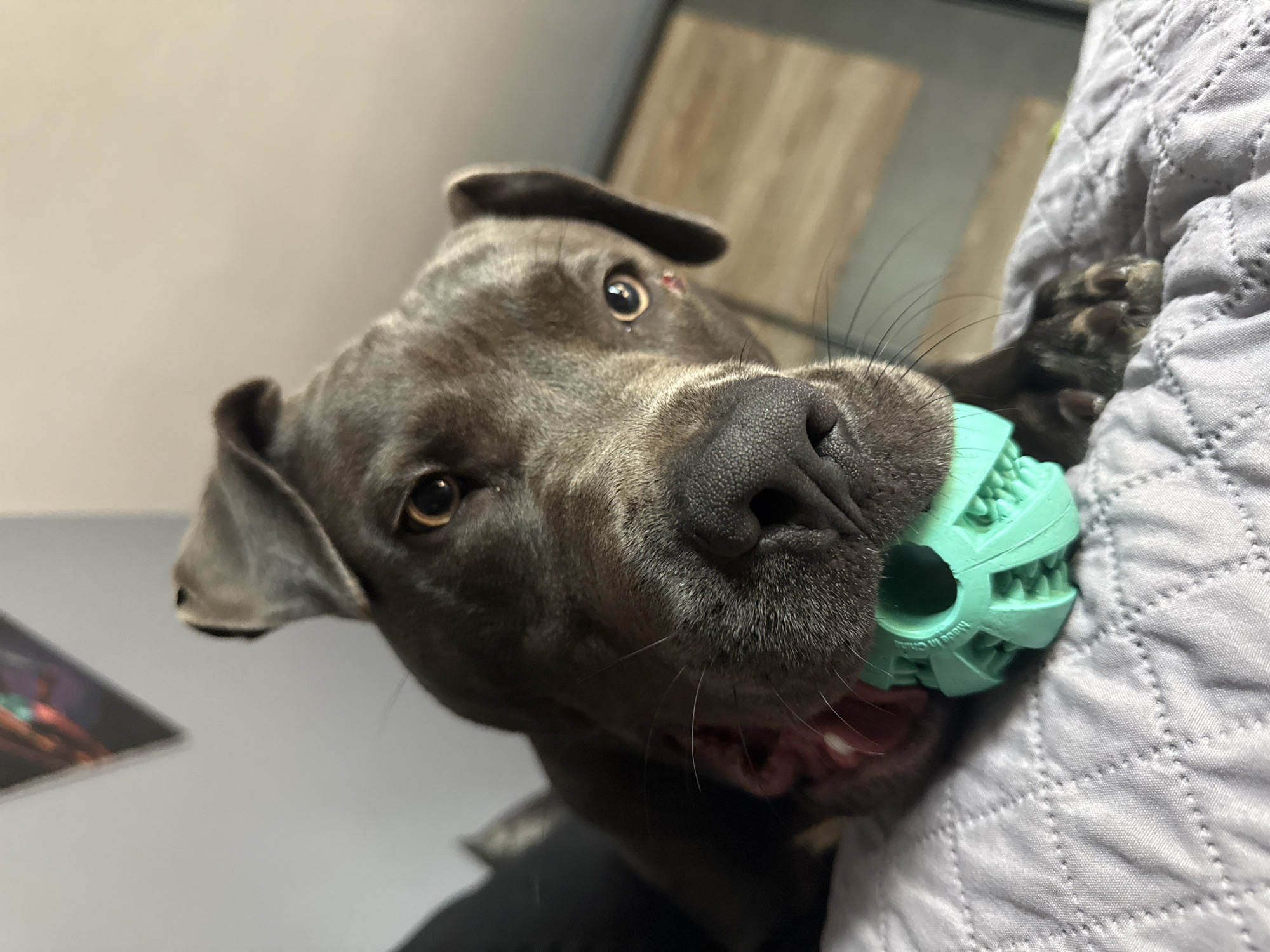 A close-up, low-angle shot captures a dark gray Pitbull-type dog with a teal chew toy in its mouth, resting on a quilted gray surface. The dog's head is tilted slightly upward and to the left. Its eyes are brown and alert, and its nose is black. The toy is a multi-faceted, hollow sphere with teeth-like protrusions. A small red mark is visible on the dog's right cheek. The background consists of a muted gray wall with a triangular abstract artwork in the upper left corner, and a blurred background with warm lighting suggesting an indoor setting. The scene is static. There is no information about the city of Varna, Bulgaria in this image.