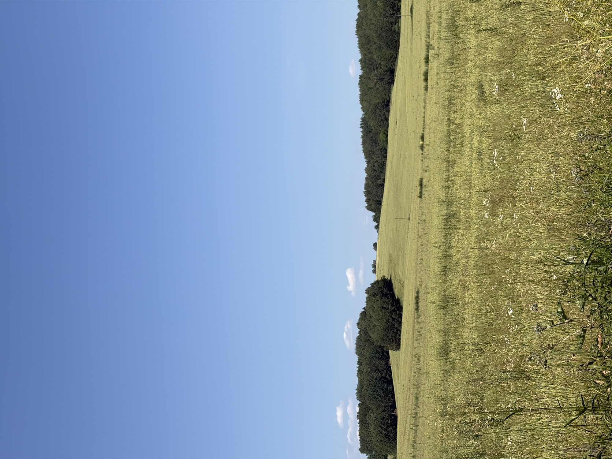 This is a landscape photograph taken in the city of Astrashitskagaradokski rural council, Belarus. The image depicts a vast, rolling green field under a clear, bright blue sky with a few scattered white clouds. The foreground is dominated by tall, golden-green grass and some smaller white wildflowers, suggesting a summer or late spring season. In the mid-ground, the field continues to undulate, with patches of darker green suggesting varied vegetation or possibly cultivated areas. A line of dense, dark green trees forms a natural horizon across the middle of the image, separating the field from the sky. There are no people or animals visible in the scene. The overall environment is rural and natural, characterized by open fields and a forest edge.