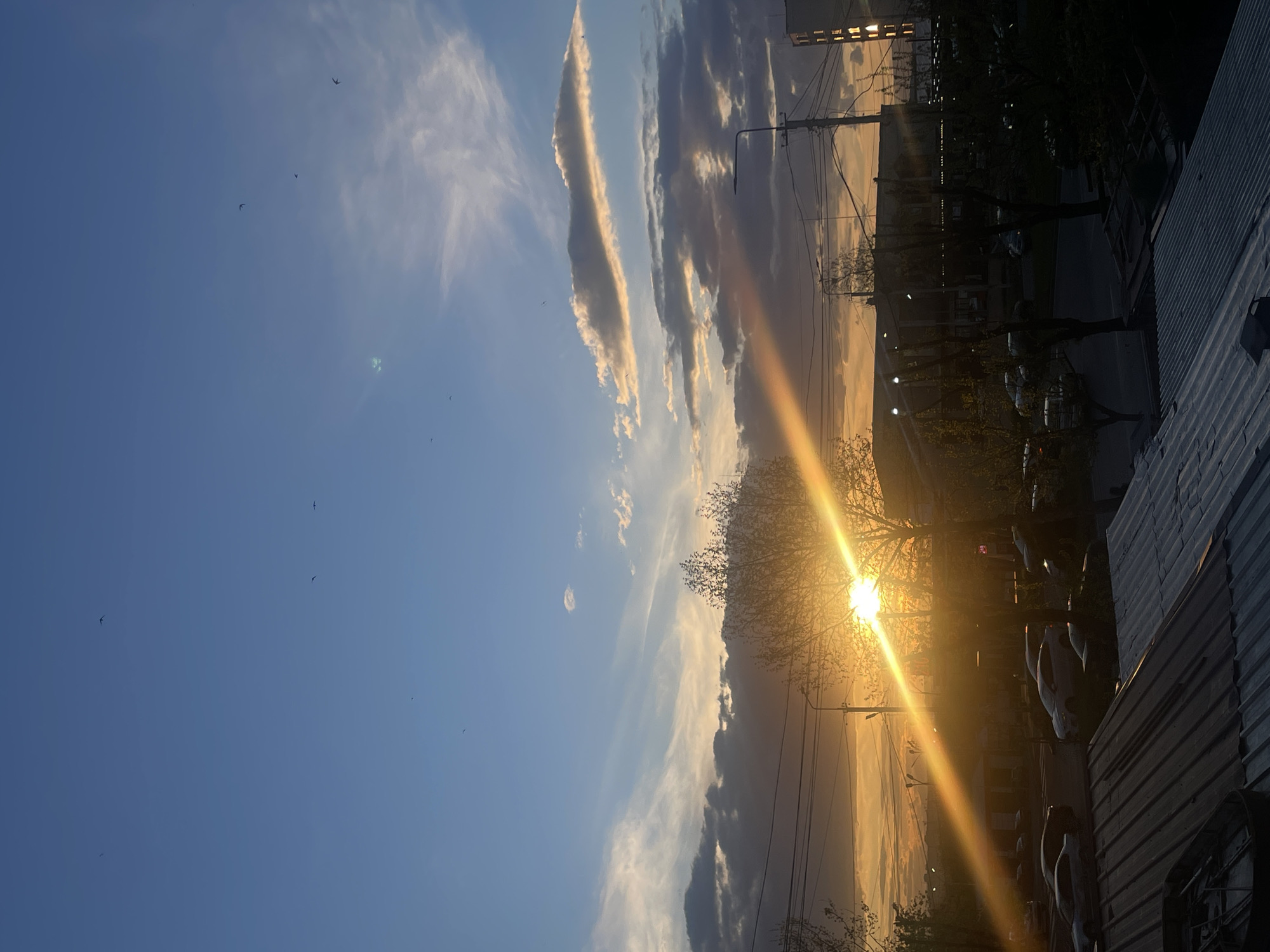The image captures an urban or suburban landscape at sunset, with the horizon appearing vertically oriented in the original frame. The sky dominates the scene, transitioning from a clear, deep blue on the left to a warm golden glow on the right, where the sun is low on the horizon. Several small, dark birds are visible flying across the blue portion of the sky.
Wispy, elongated clouds, illuminated with golden light, stretch across the middle and upper parts of the sky, contrasting with darker, more voluminous clouds further right. The sun, partially obscured by silhouetted tree branches and structures, emits a brilliant golden light and a prominent lens flare that streaks diagonally across the scene.
The right side of the image features the dark silhouettes of buildings, including structures with corrugated metal roofs and taller buildings with visible windows, suggesting an urban environment in Yerevan, Armenia. Bare tree branches are prominent against the bright sunset. Utility poles, power lines, and streetlights are also visible as dark outlines. Below the buildings, indistinct shapes of vehicles can be seen on what appears to be a street or parking area. No human activity or discernible text is present.
