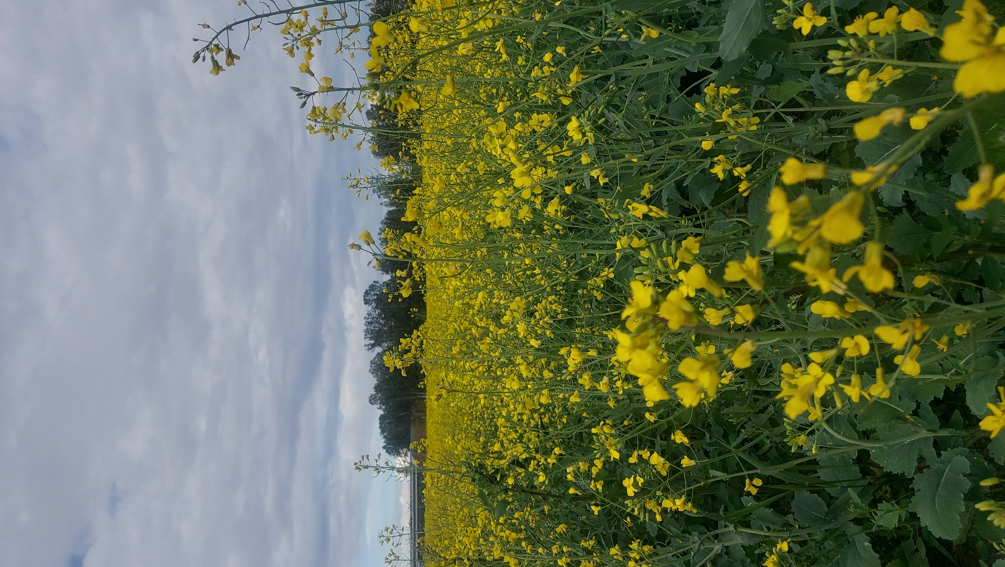 A field of bright yellow flowers, likely rapeseed, stretches to the horizon under a cloudy sky. The flowers are in full bloom, with tall green stalks supporting clusters of small yellow blossoms. In the distance, a line of trees forms a dark silhouette against the lighter sky. The foreground of the image is dominated by the dense growth of flowers and their foliage, creating a vibrant, natural landscape. The overall impression is one of a vast, blooming agricultural field under a moody, overcast sky. The location is the village of Kiseljevichi, in the Kiseljevichi rural council, Belarus.