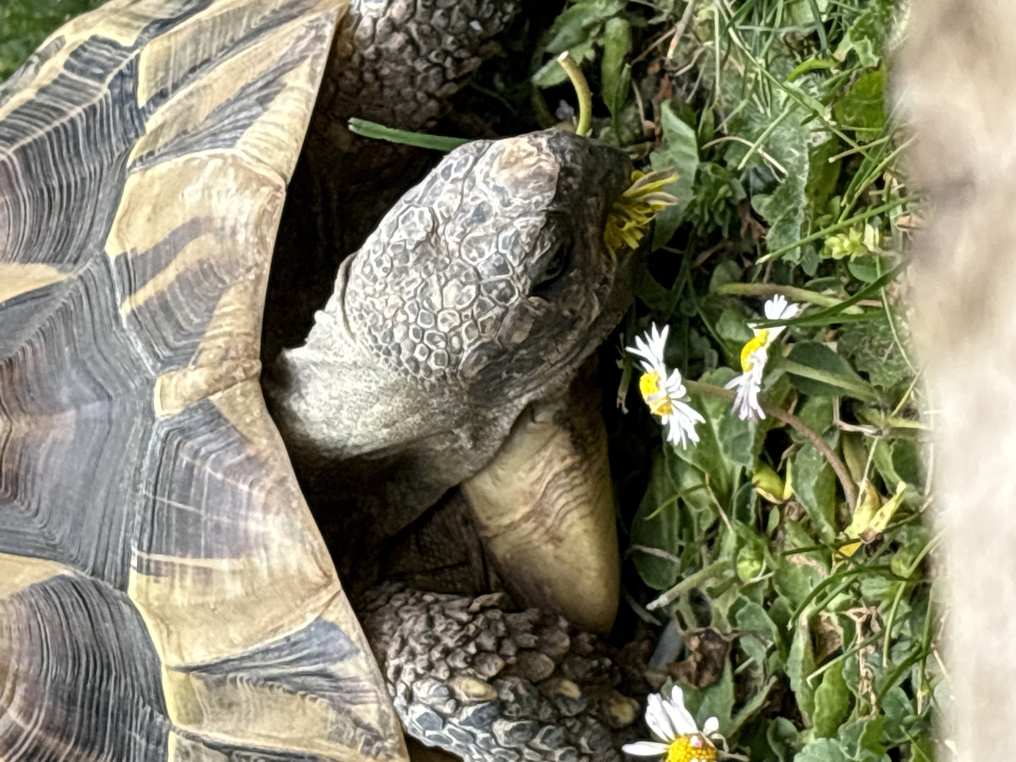 A tortoise is positioned amidst green grass and small white and yellow flowers, possibly daisies. The tortoise has its head partially extended from its shell and appears to be interacting with a yellow flower. The location is East Suffolk, United Kingdom.