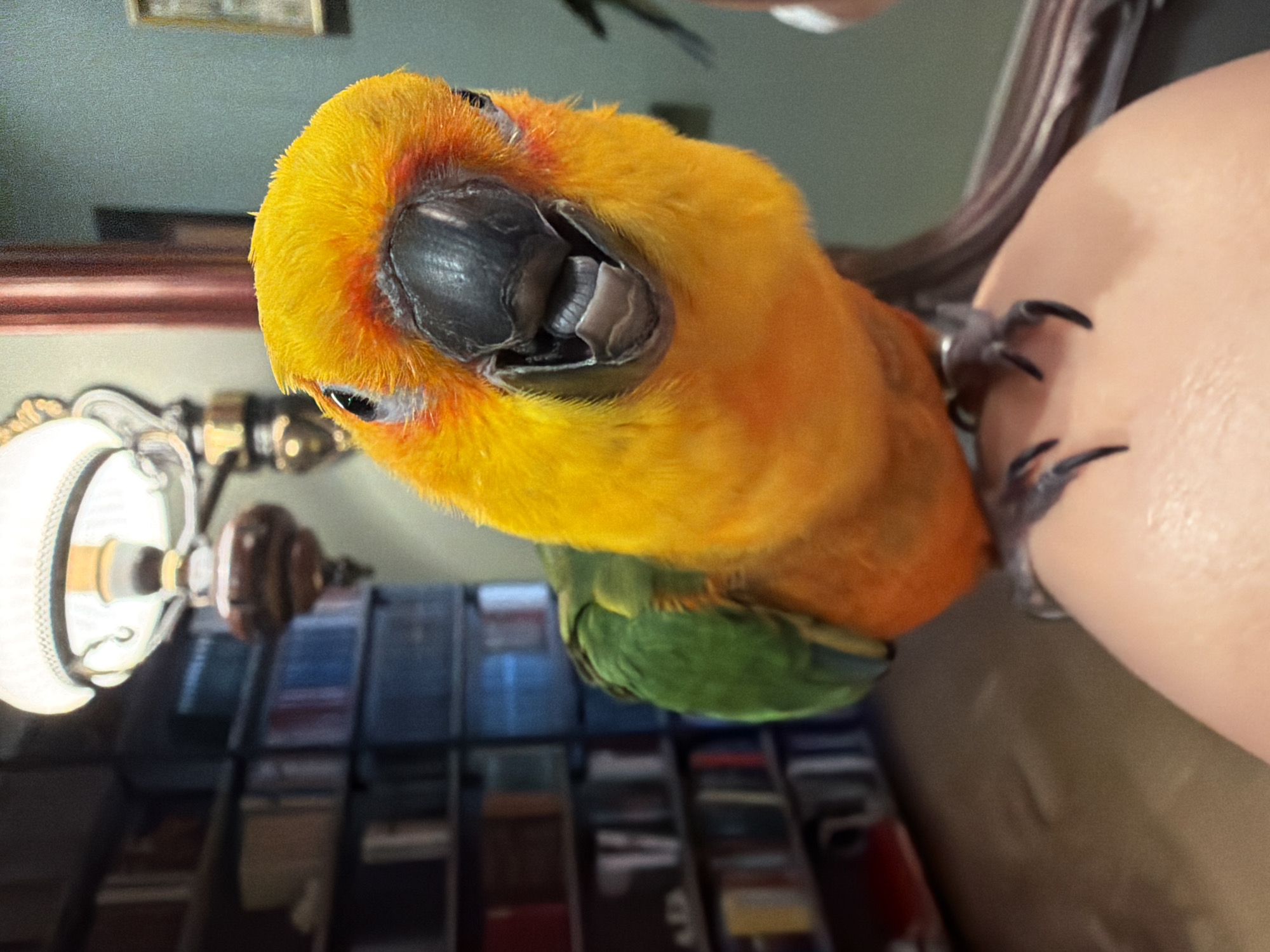 An extreme close-up shot focuses on a brightly colored sun conure parrot. The parrot, primarily yellow and orange with green wings, is perched on a person's hand or leg. Its beak is open, revealing its mouth, and its dark eyes are visible. The background is blurred, but shows shelves filled with books, suggesting an indoor setting, possibly a library or study. A vintage-style lamp is also visible in the background. The image is detailed and sharp, capturing the texture of the parrot's feathers and the contours of its beak. There is no information about the location in Khimki, Russia.