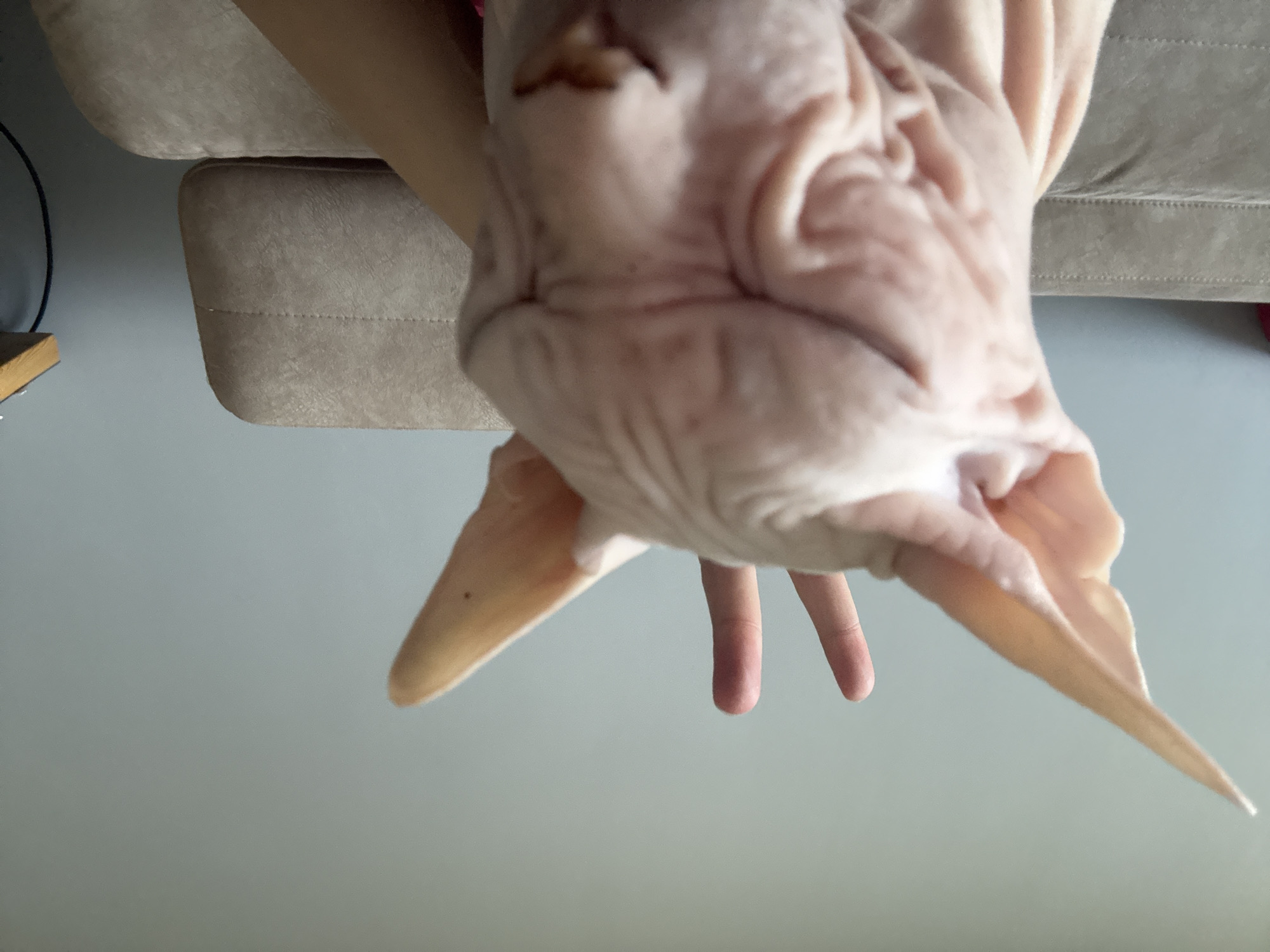The media file shows a close-up, upside-down shot of a Sphynx cat's head and ears, with a person's hand visible in the foreground, interacting with the cat. The cat's skin is pink and wrinkled, characteristic of the breed. The ears are large and prominent, pointed outwards. The person's fingers are gently touching or holding the cat's face.
In the background, a beige upholstered piece of furniture, likely a sofa or chair, is visible. The lighting suggests an indoor setting, possibly during the daytime, as there is a general illumination without harsh shadows. The overall impression is one of gentle interaction between a person and their pet.
There is no visible text in the media file. The location context provided is Krasnoyarsk, Russia, but there are no specific visual cues within the image to confirm this location. The emotion conveyed is one of calm and affection.