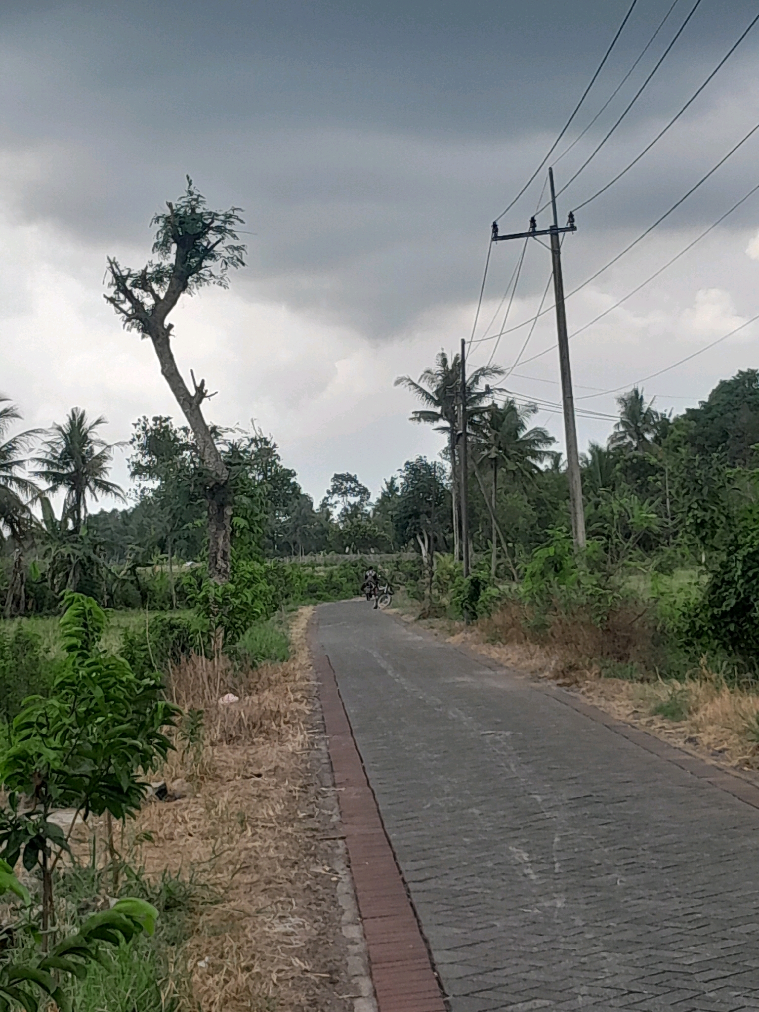The image depicts a rural road in an unknown location, likely in a tropical or subtropical region, under a cloudy sky. The road is paved with gray bricks and bordered by dry, light-brown grass and greenery. On the left side of the road, there are various plants and trees, including a uniquely shaped, barren tree. On the right side, a wooden utility pole with power lines stretches across the frame, accompanied by lush green vegetation and palm trees further in the background. A person on a bicycle is visible in the distance on the road, heading away from the viewer. The overall scene suggests a natural, somewhat undeveloped environment.
