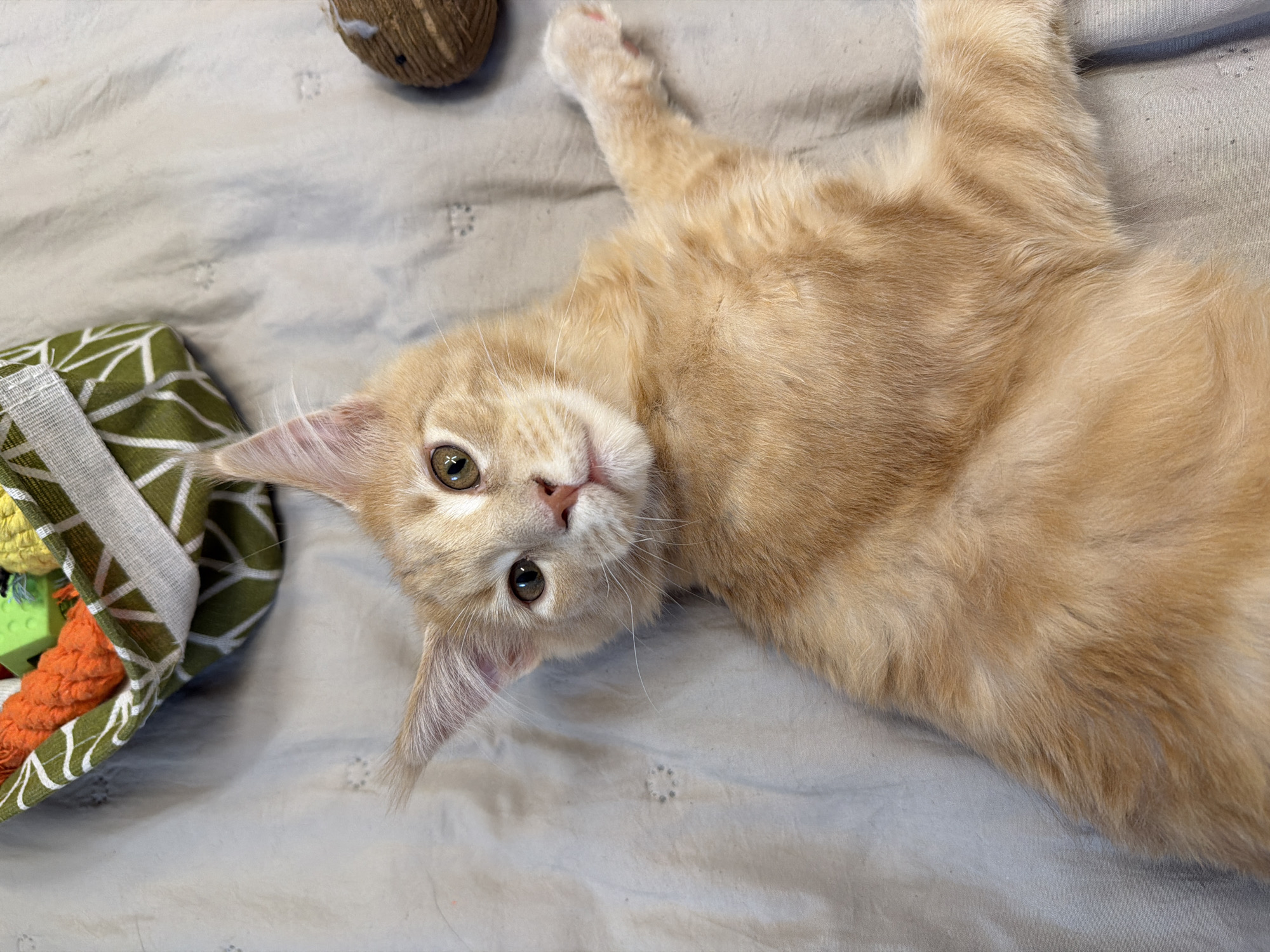 An orange tabby kitten lies on a grey, textured surface, possibly a blanket or bedspread. The kitten is positioned diagonally, with its head facing towards the upper right of the frame. Its eyes are open and looking forward, with a curious expression. The kitten's right front paw is extended forward. In the upper left corner of the image is a green and white patterned fabric basket filled with colorful cat toys, including an orange rope toy, a green block toy, and a yellow coiled toy. To the right of the kitten's head, a brown, spherical cat toy made of yarn or string is visible. The environment appears to be indoors.