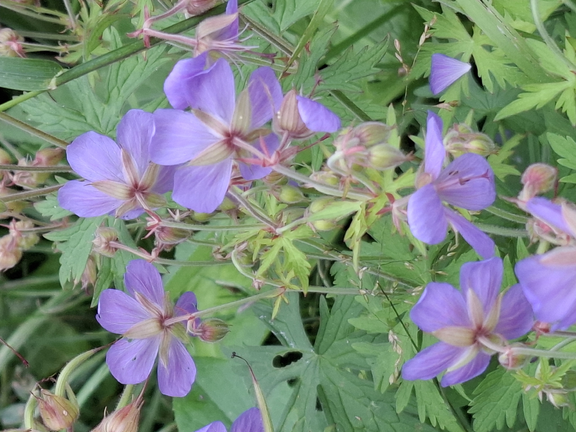 In the city of Unknown, Unknown, a close-up, high-angle shot captures a cluster of purple flowers, likely Geranium species, in natural, dappled light. The flowers exhibit five petals each, with some showing visible veins and stamens in shades of pink and yellow. Surrounding the blossoms are lush green leaves, some with lobed or serrated edges, and a few dried seed pods are also present. The background is a soft blur of green foliage, suggesting a garden or wild meadow setting. The image focuses on the delicate beauty of the flowers and their natural habitat.