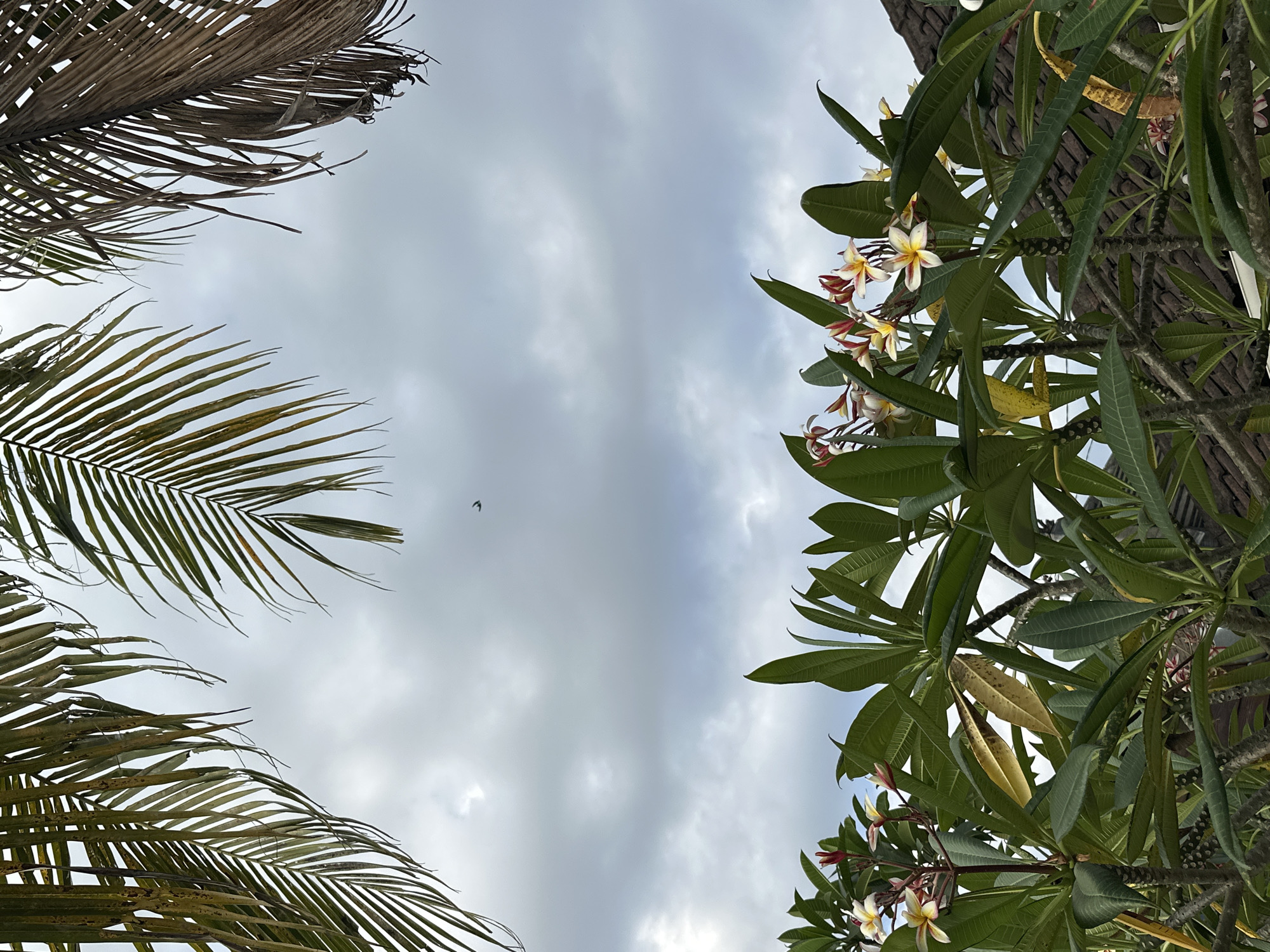 The image depicts a view looking upwards towards a cloudy sky in North Kuta, Indonesia. The frame is partially bordered by the leaves of a palm tree on the left and a flowering plumeria tree on the right. The palm leaves on the left are partially brown and dry, while the plumeria leaves are green with scattered yellowing. The plumeria tree has white and red flowers blooming. A small, dark silhouette, possibly a bird, is visible in the sky.