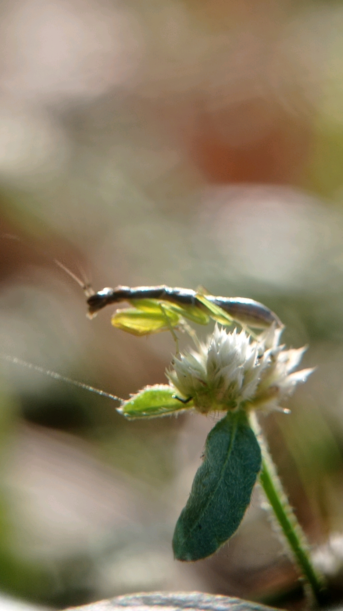 A close-up, shallow depth of field photograph captures two praying mantises mating on a white flower in Bedali, Indonesia. The larger, darker mantis is positioned on top of the smaller, lighter green mantis. Both insects are facing left. The flower is small and white with feathery petals, and a green leaf is visible below it. The background is blurred, with muted tones of brown, beige, and green, suggesting an outdoor, natural setting. The lighting is soft and diffused, highlighting the delicate details of the insects and flower.