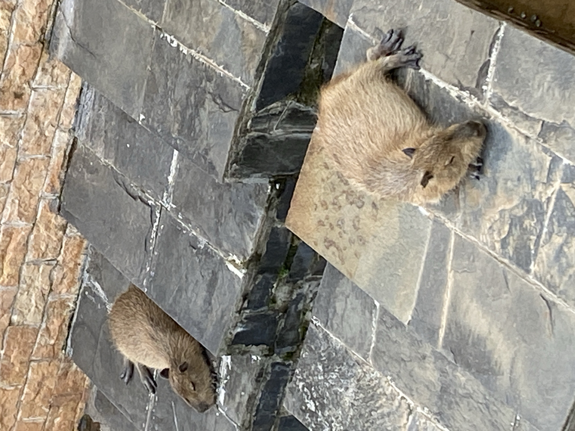 Two capybaras are resting on stone steps. The capybara in the foreground is lying on its side with its head resting on the step. The second capybara, positioned higher up on the steps, is also lying down. The steps are made of dark gray stone with some lighter colored mortar between the stones. Behind the steps is a textured wall made of rough-hewn orange and brown bricks. The scene is outdoors, likely in a public area, given the construction of the steps and wall. The image provides no indication of the specific location within Cam Ly - Đà Lạt, Vietnam.